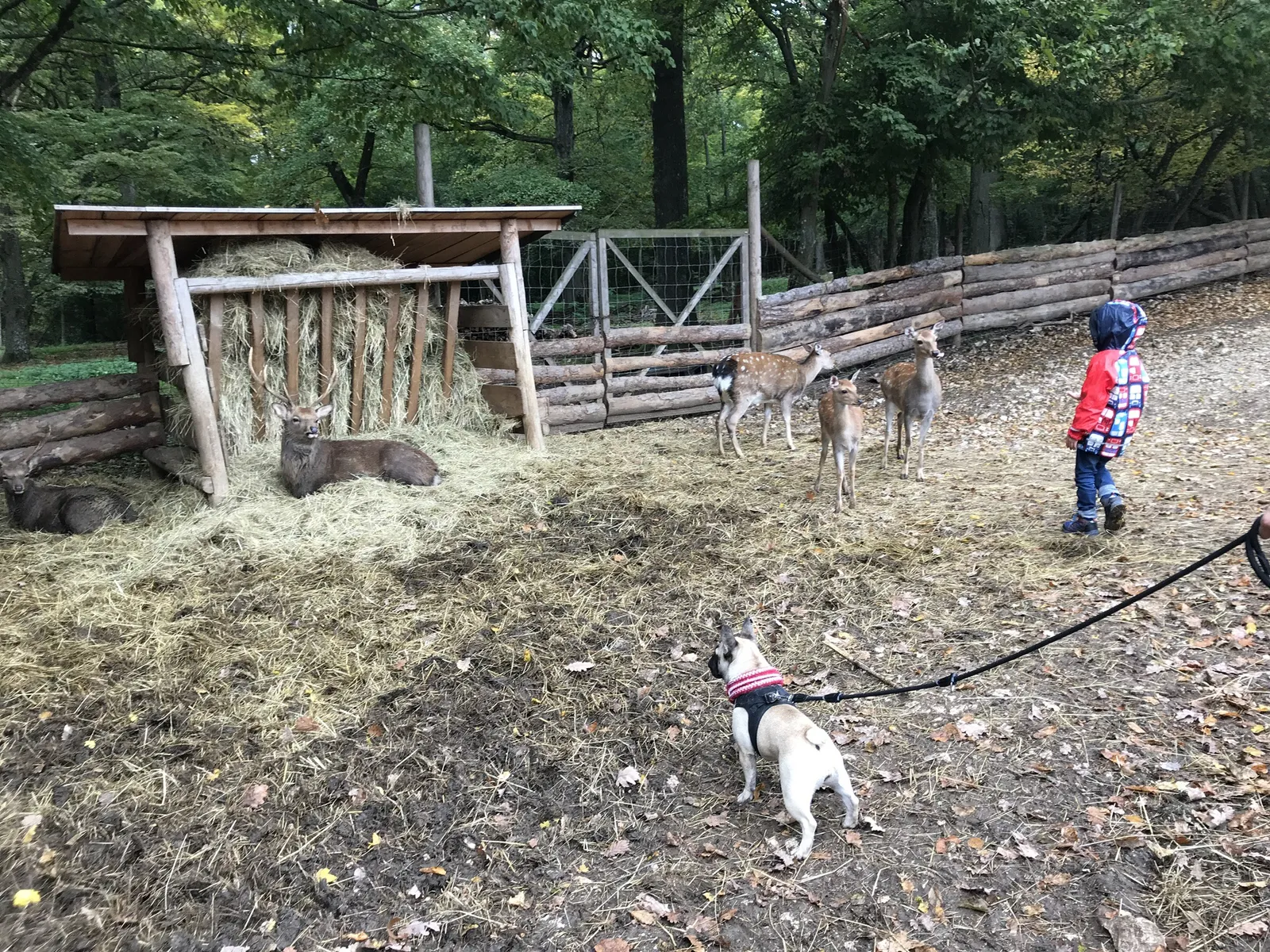 Ausflug mit Hund zu den Wölfen im Wildpark Ernstbrunn, NÖ