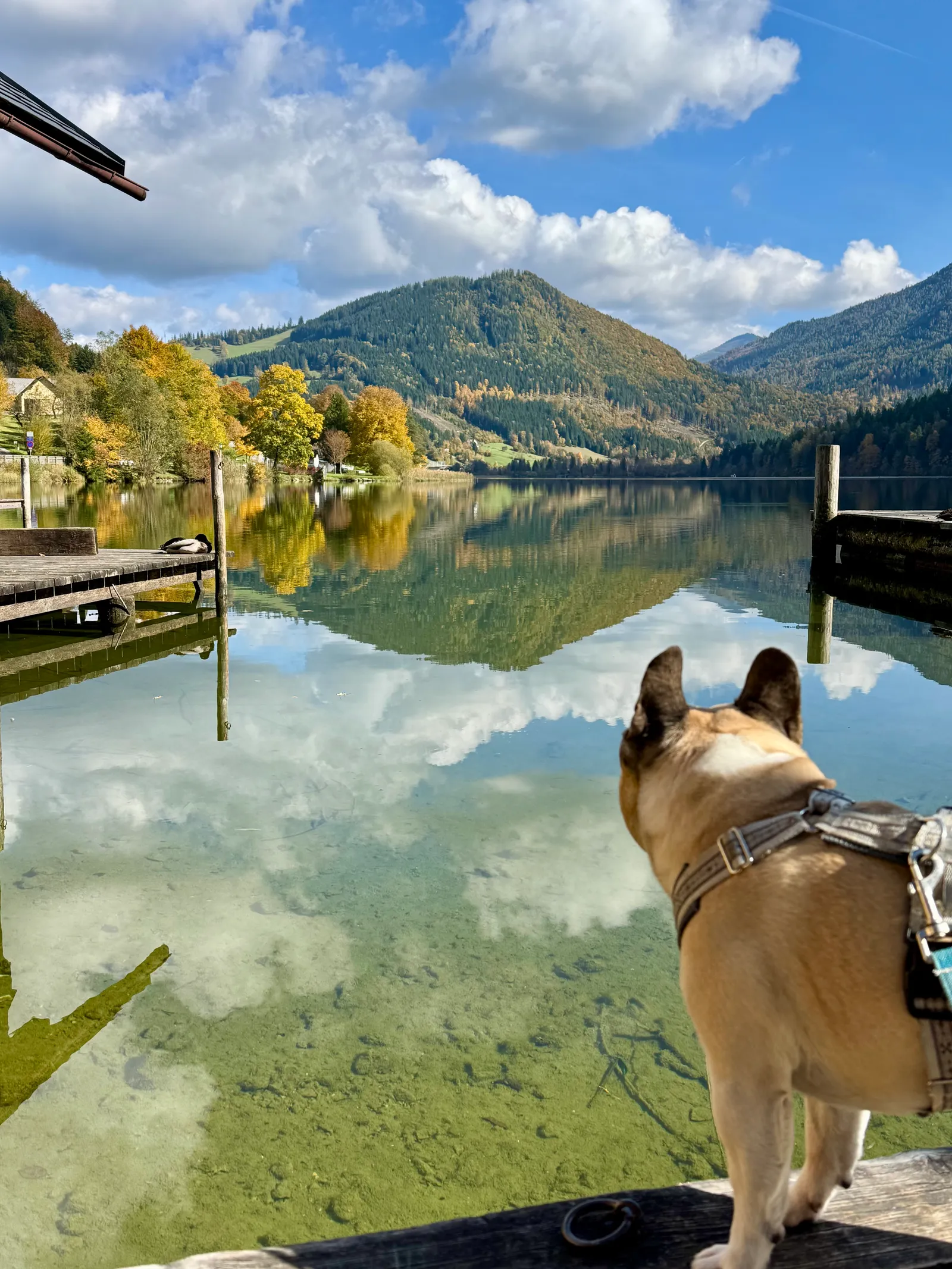 Murphy blickt vom Holzsteg auf den stillen Lunzer See mit herbstlichen Bergen dahinter.