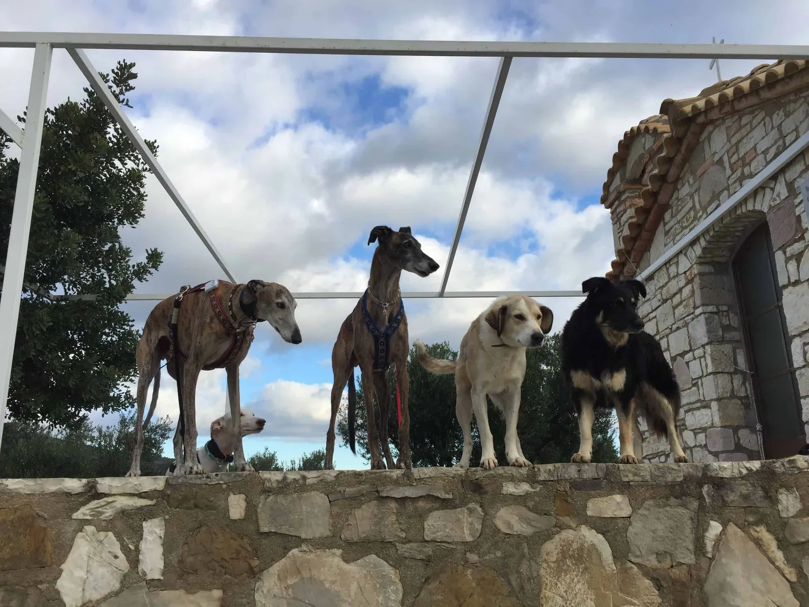 Urlaub mit Hund in Griechenland - über Aussteiger und Wanderungen