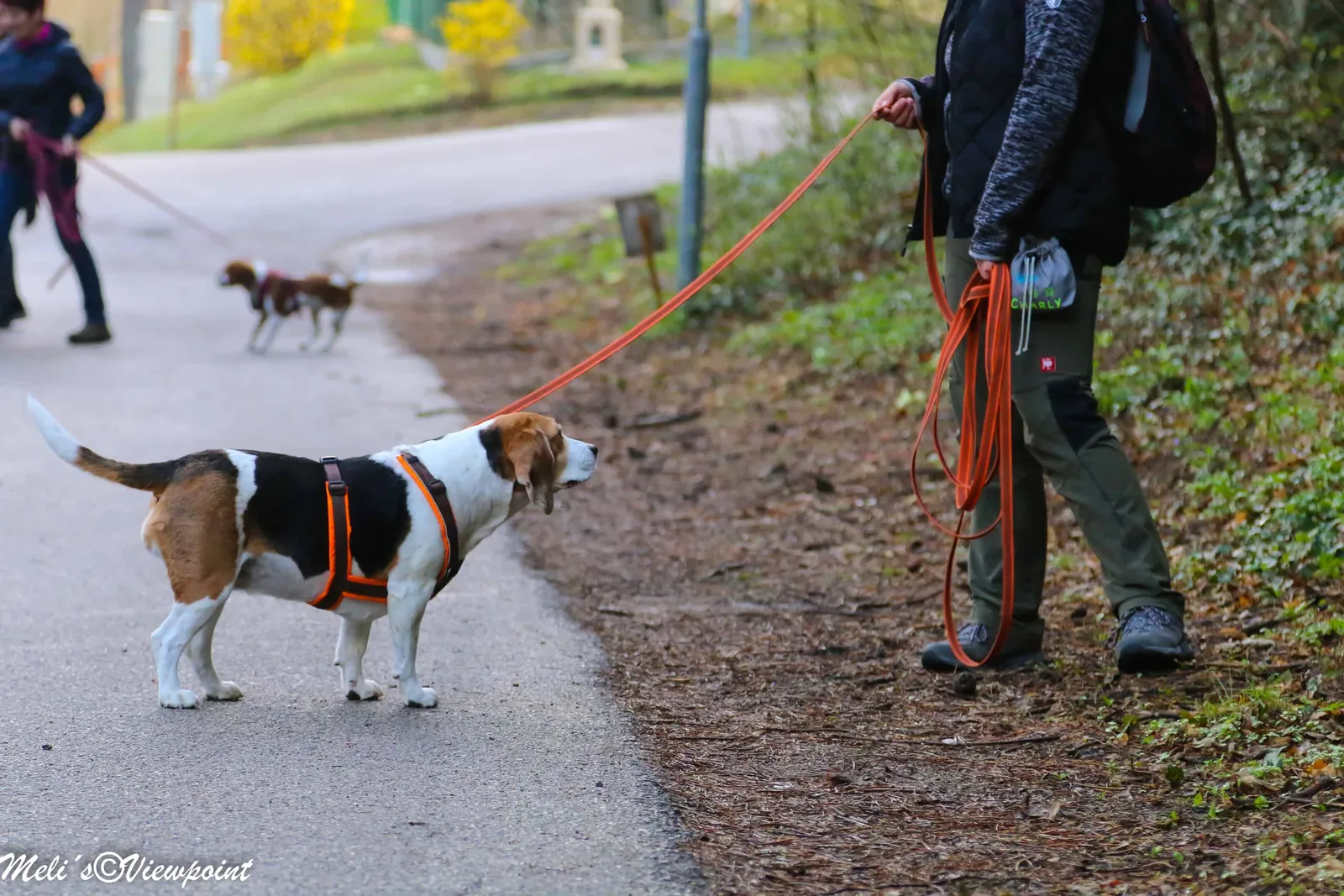 Kräuterwanderung mit Hund in Wöllersdorf-Steinabrückl