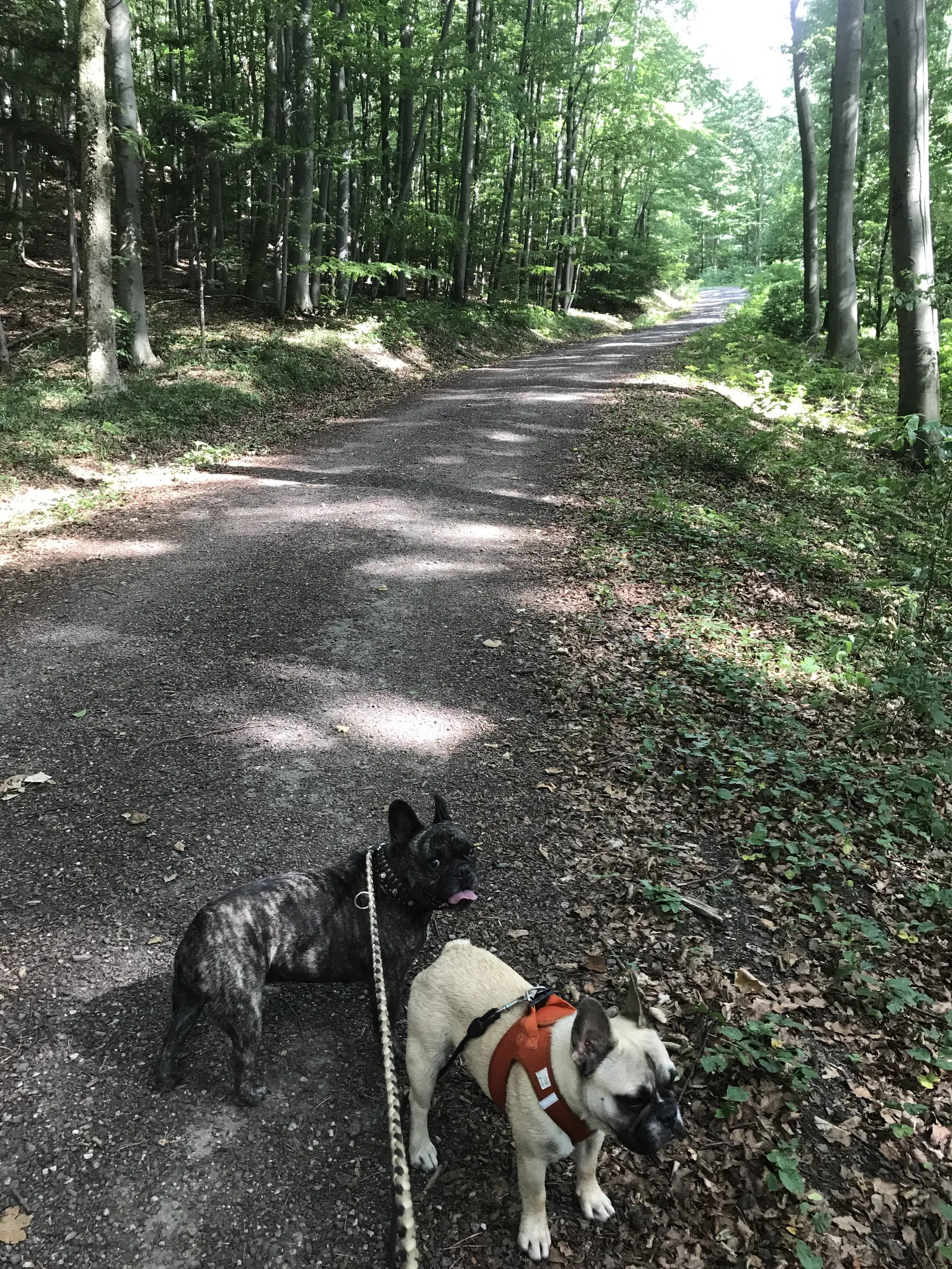Ausflug mit Hund zur Meierei Füllenberg