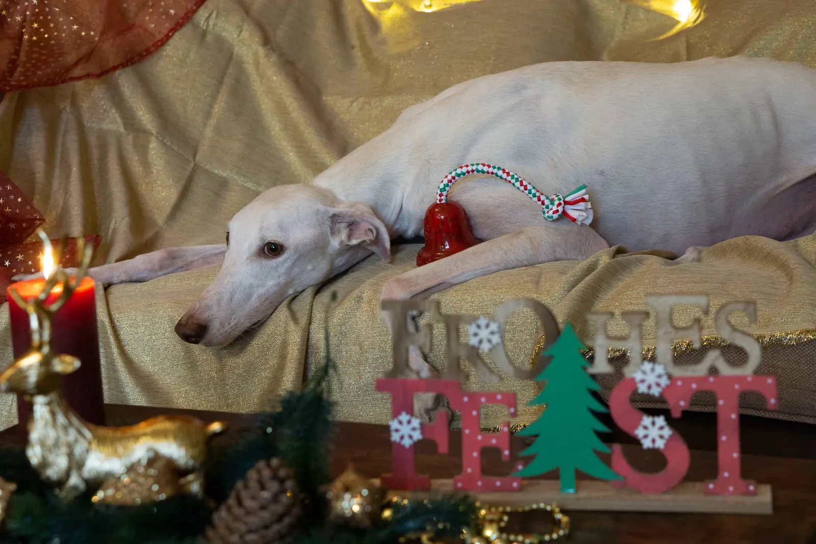 Murphy und die heiligen 3 Galgos - Neroli