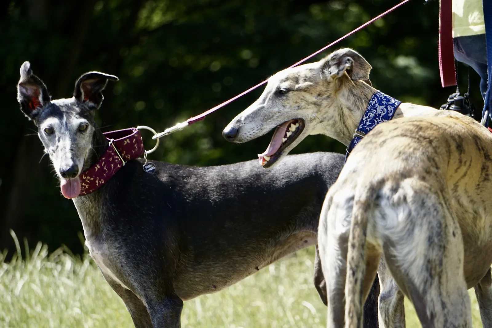 Galgos