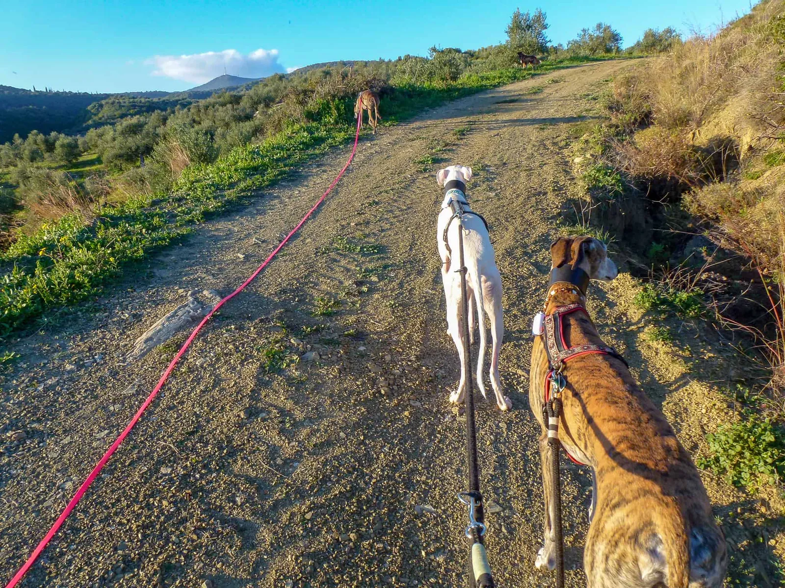 Urlaub mit Hund in Griechenland - über Aussteiger und Wanderungen