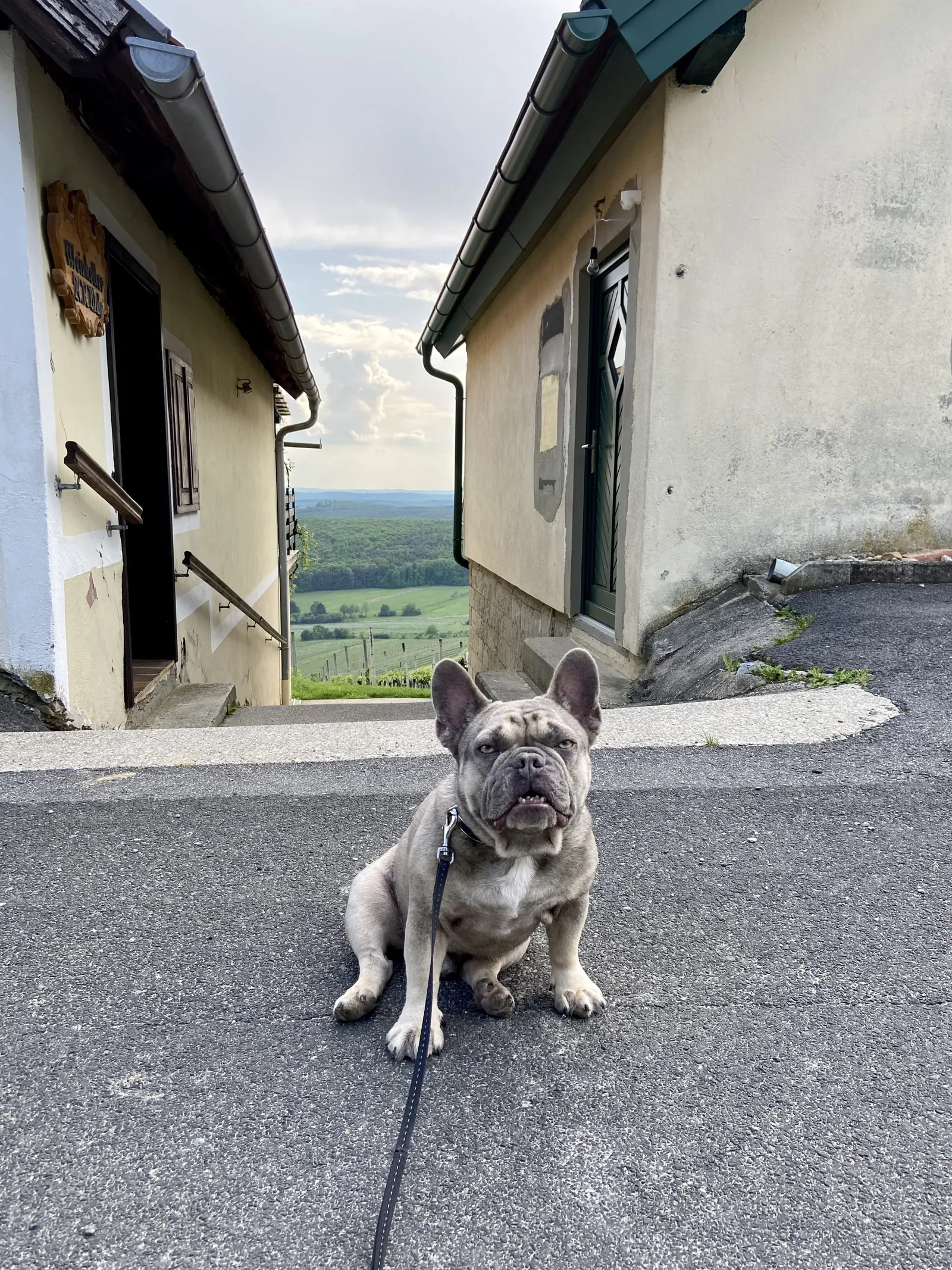 Archie in der Kellergasse Weinloft Eisenberg