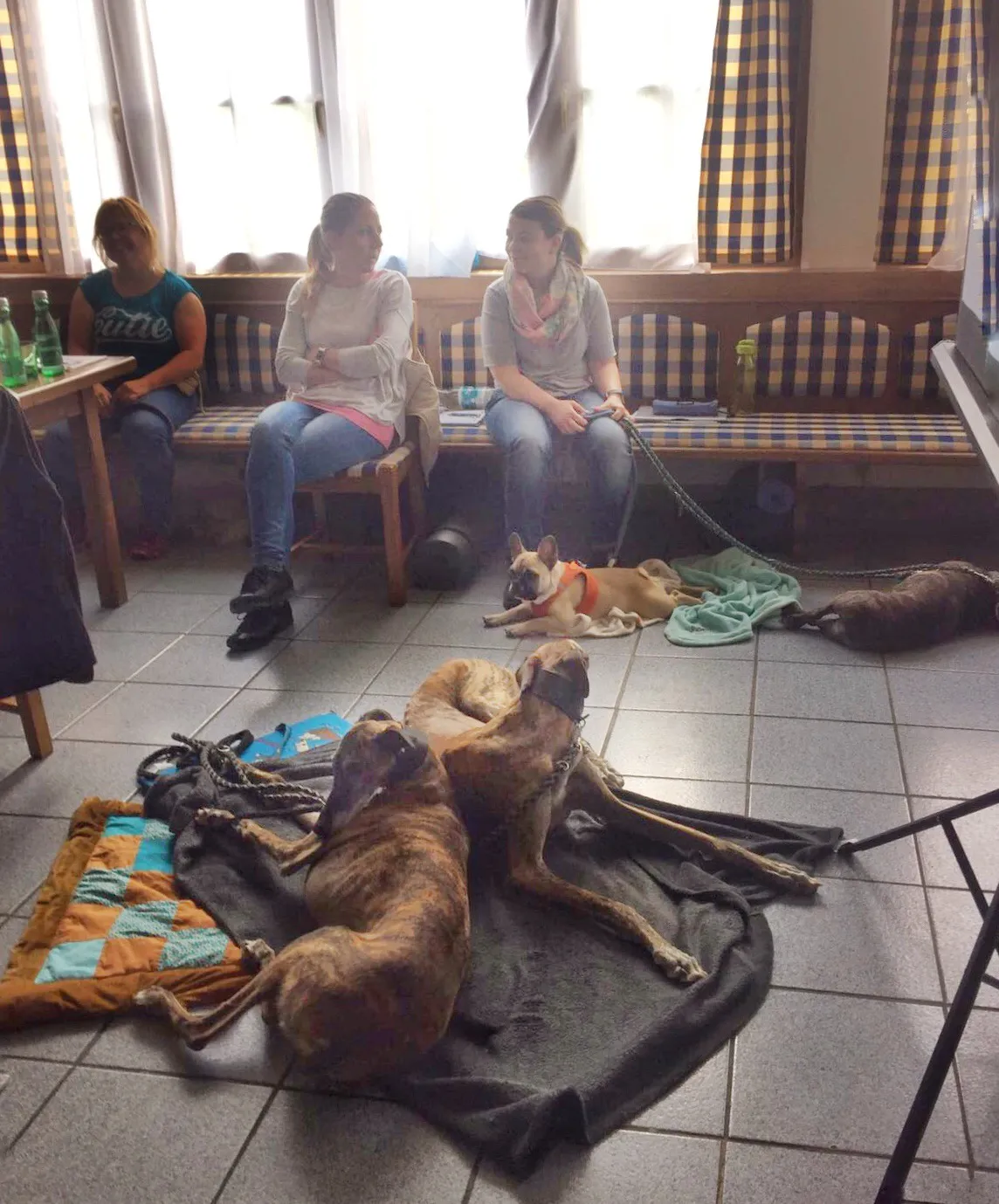 Intensiv Seminar Mensch-Hund-Beziehung