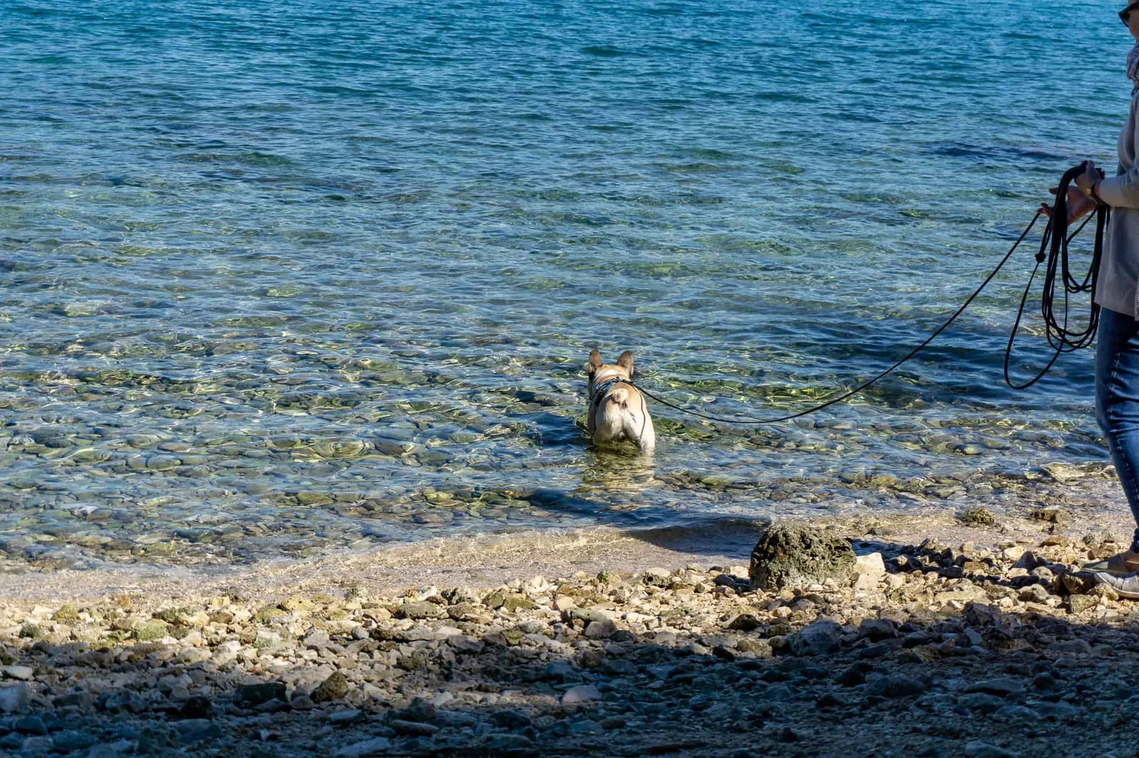 Rovinj Urlaub mit Hund Kroatien