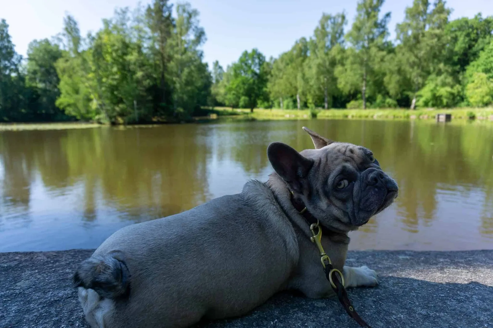Blockheide Teich und Hund