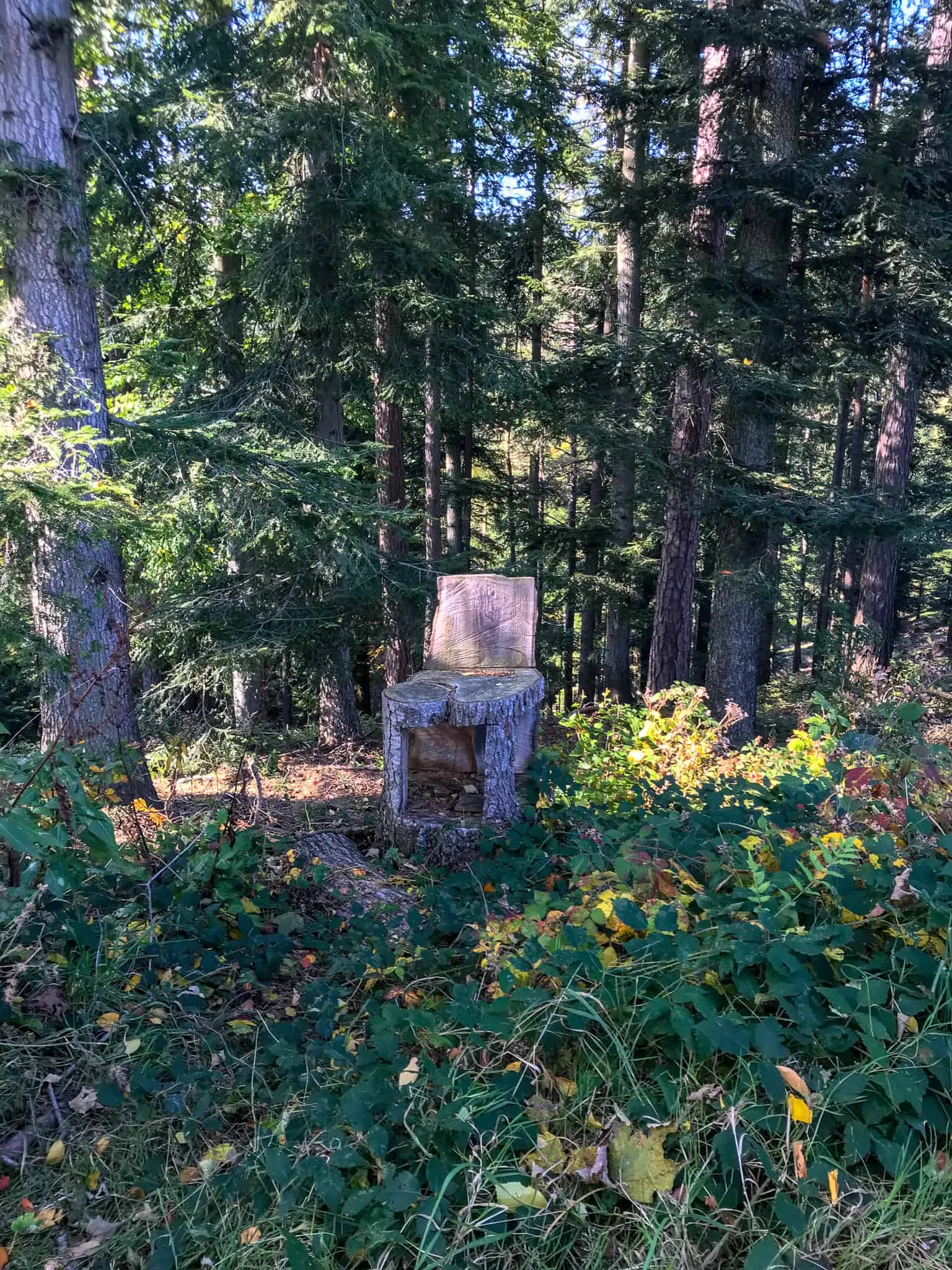 hundefreundliche Wanderung Bucklige Welt