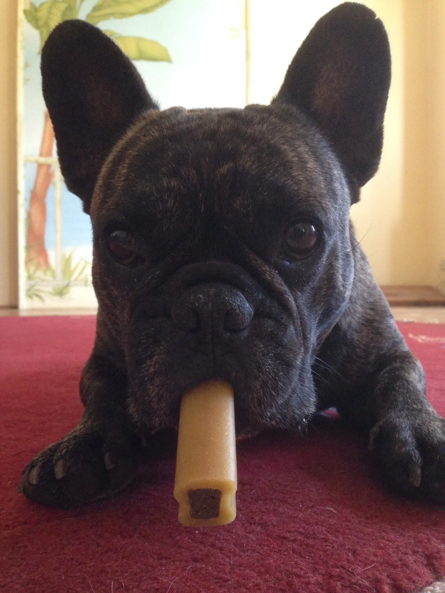 French Bulldog