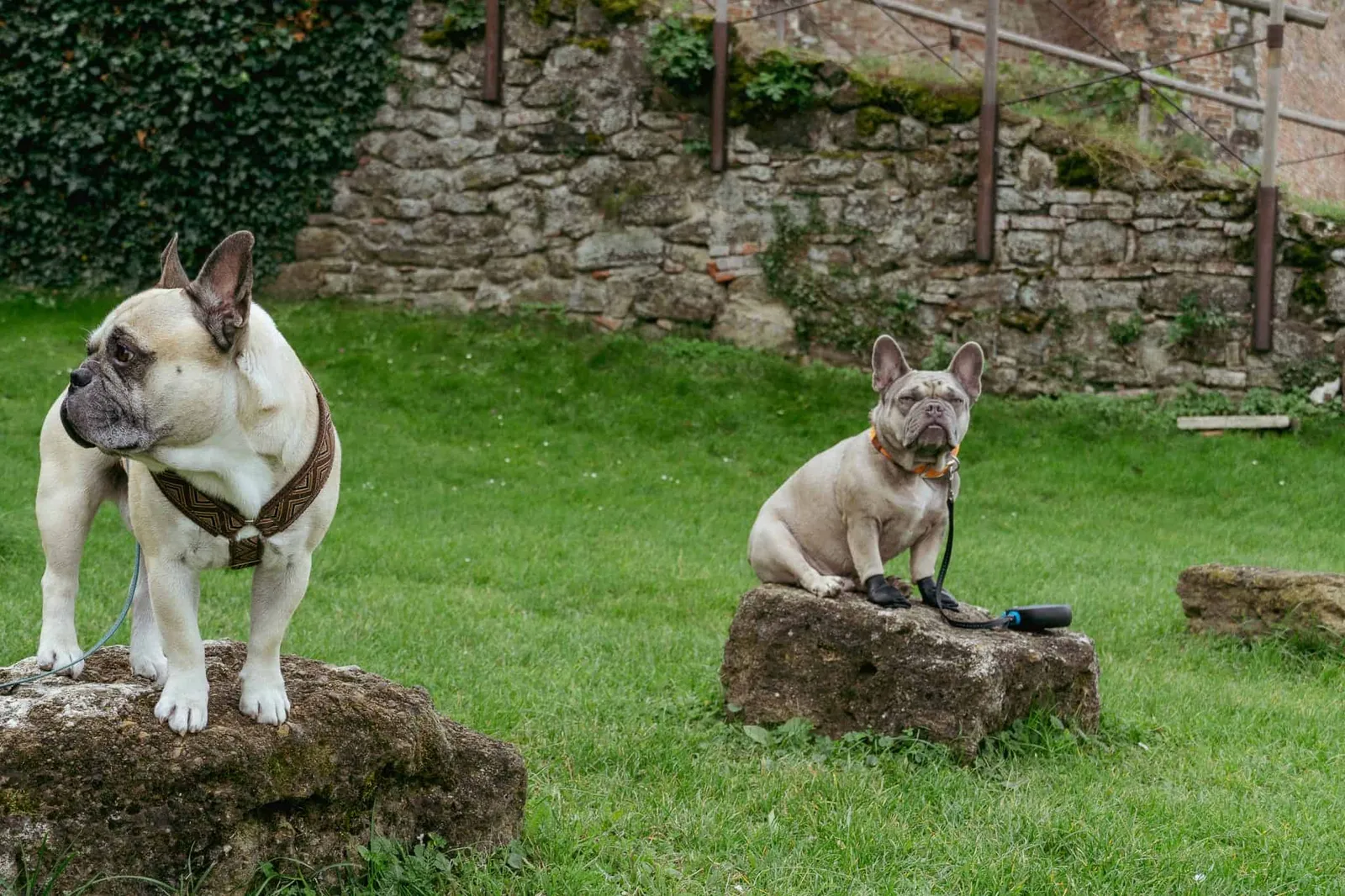 Murphy und Archie sitzen vor der Burg Güssing