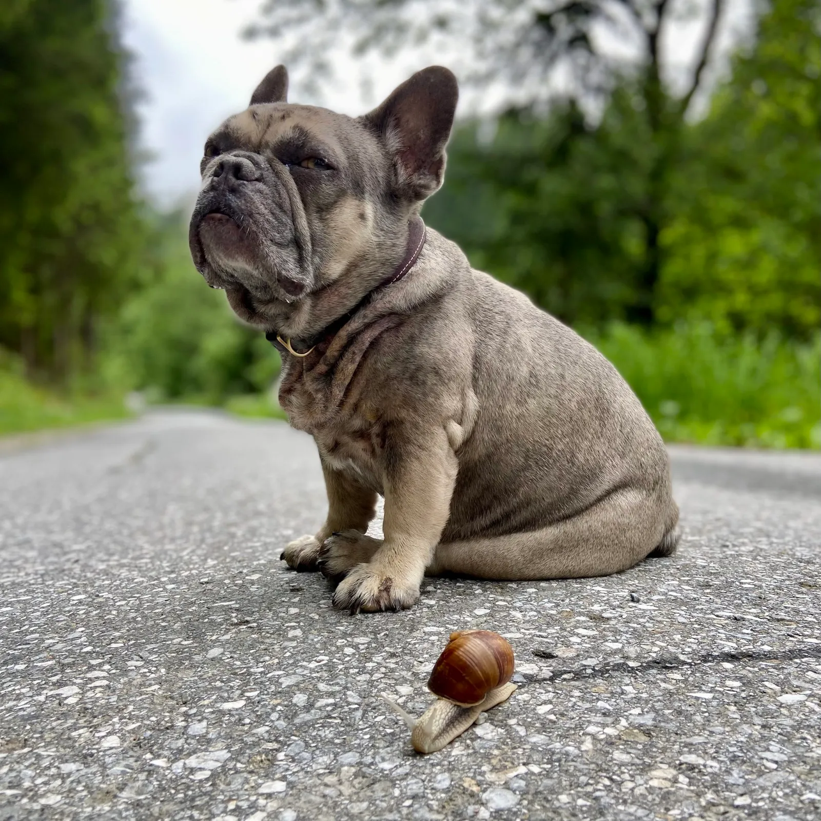 Archie und seine neue Freundin am Seerundweg Packer Stausee edited