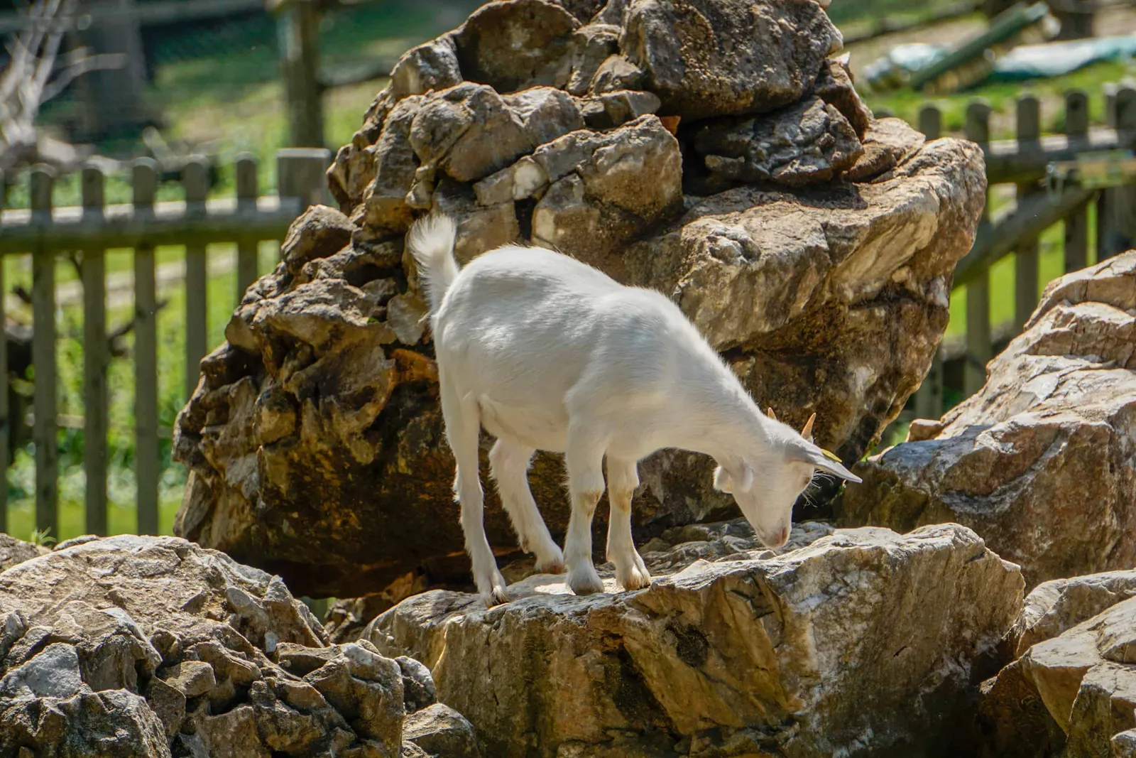 Ausflug Hund Tierwelt Herberstein