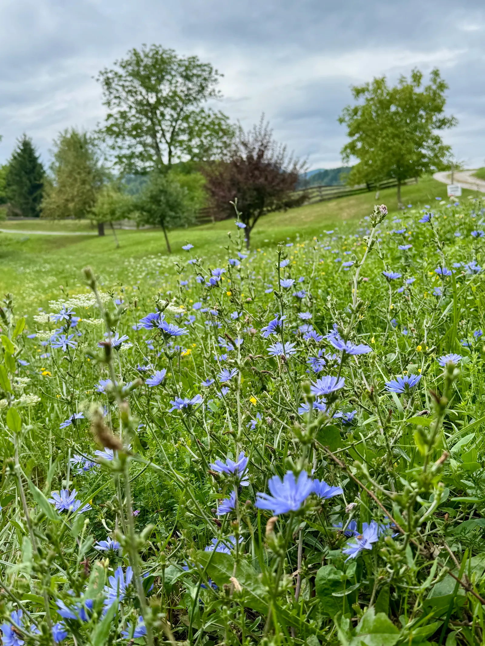 Blaue Wiesenblumen blühen auf einer Wiese mit Bäumen und Holzzaun im Hintergrund.