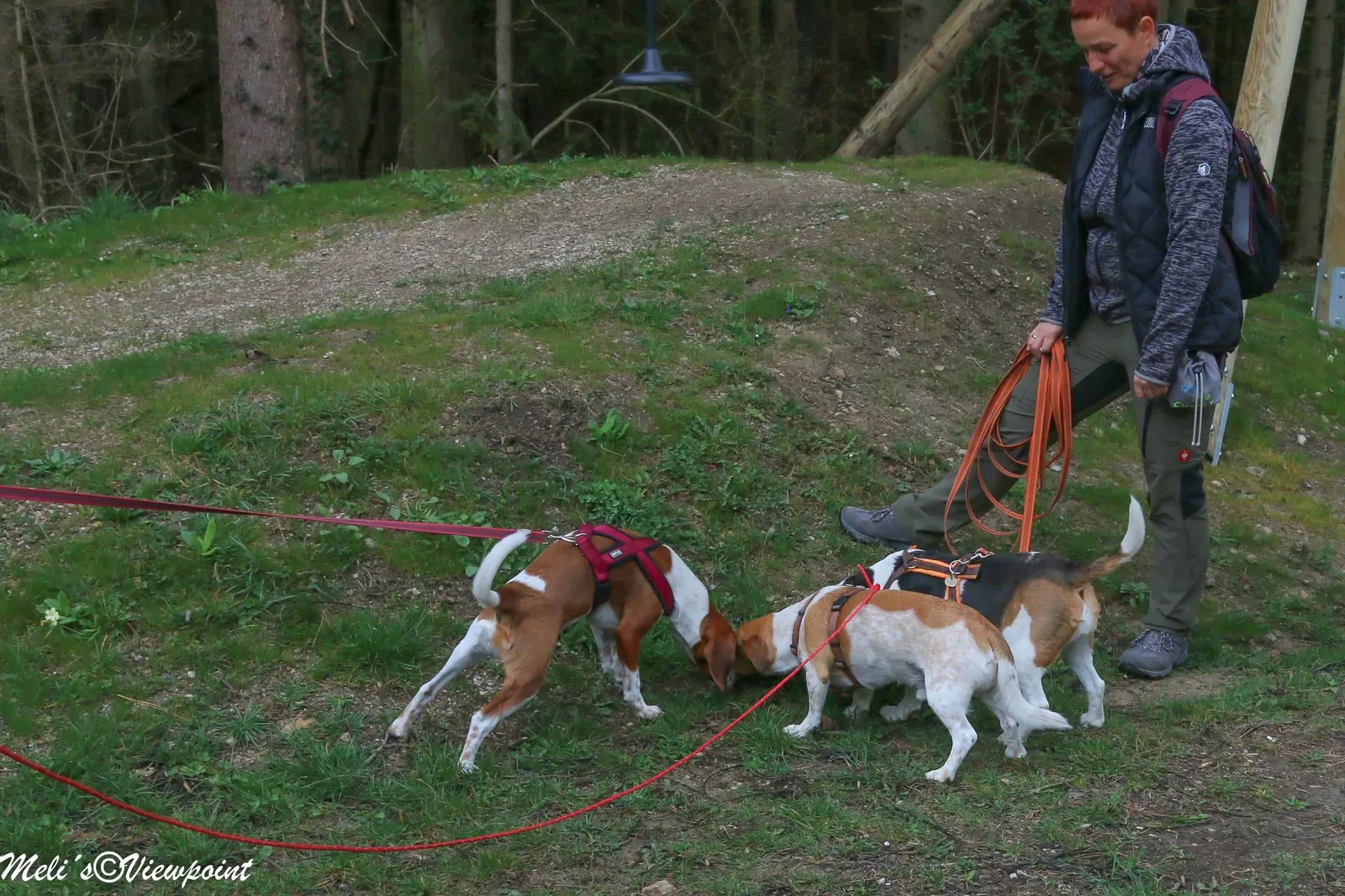 Kräuterwanderung mit Hund in Wöllersdorf-Steinabrückl