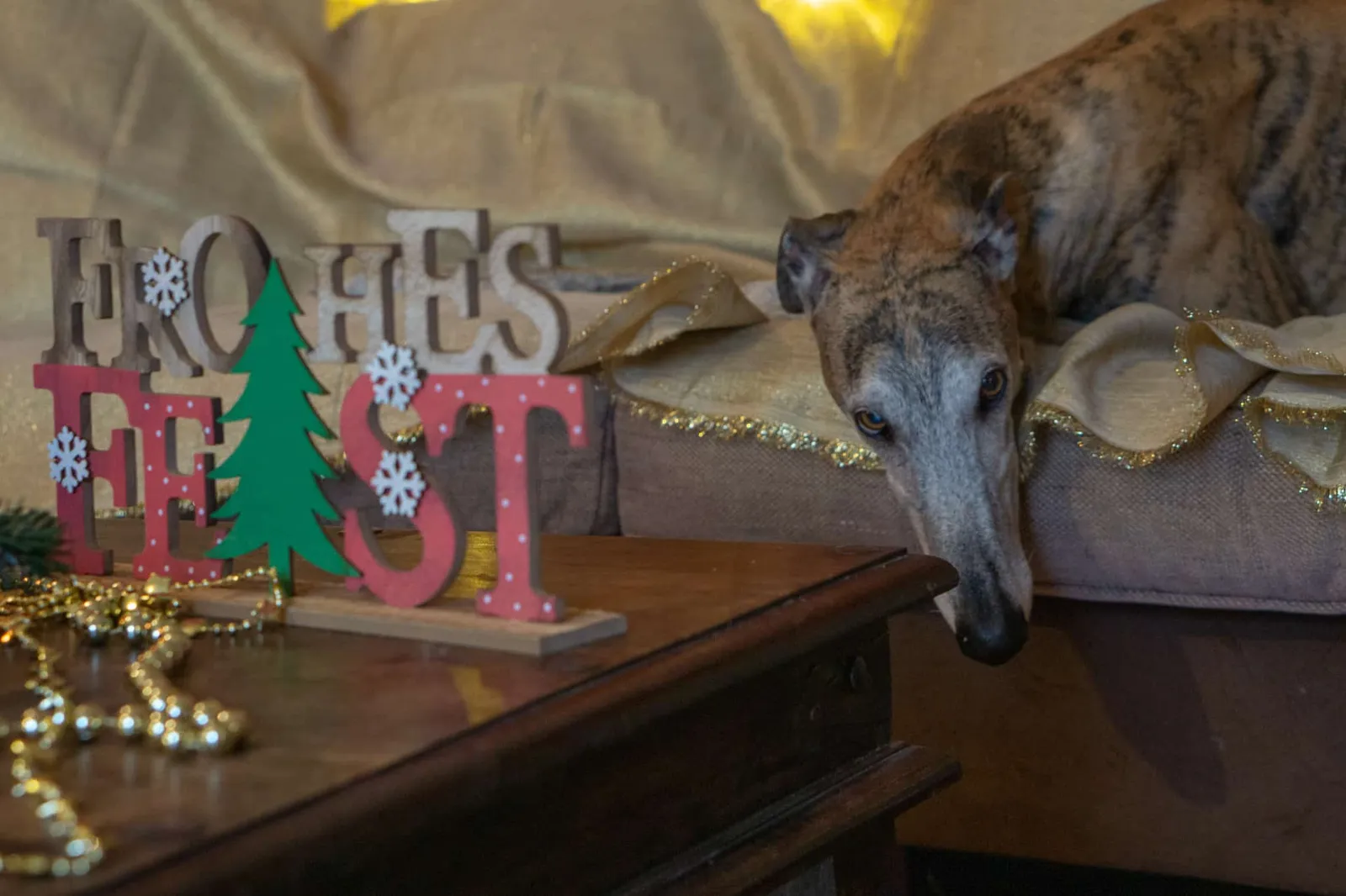 Murphy und die heiligen 3 Galgos - Tiago