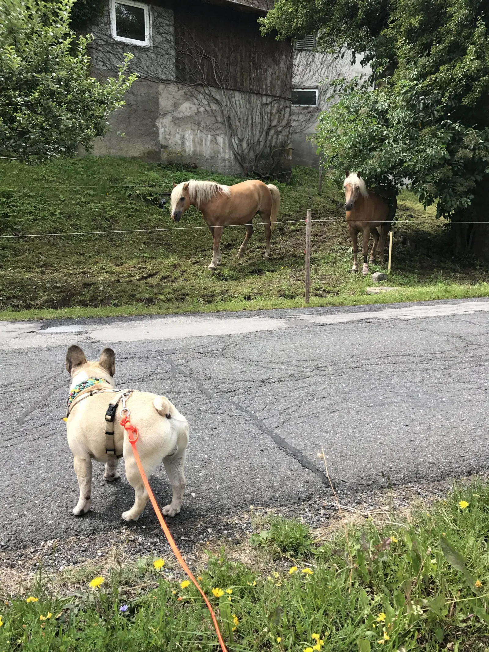 Urlaub mit Hund am Weissensee, Kärnten