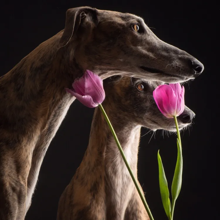 Galgos