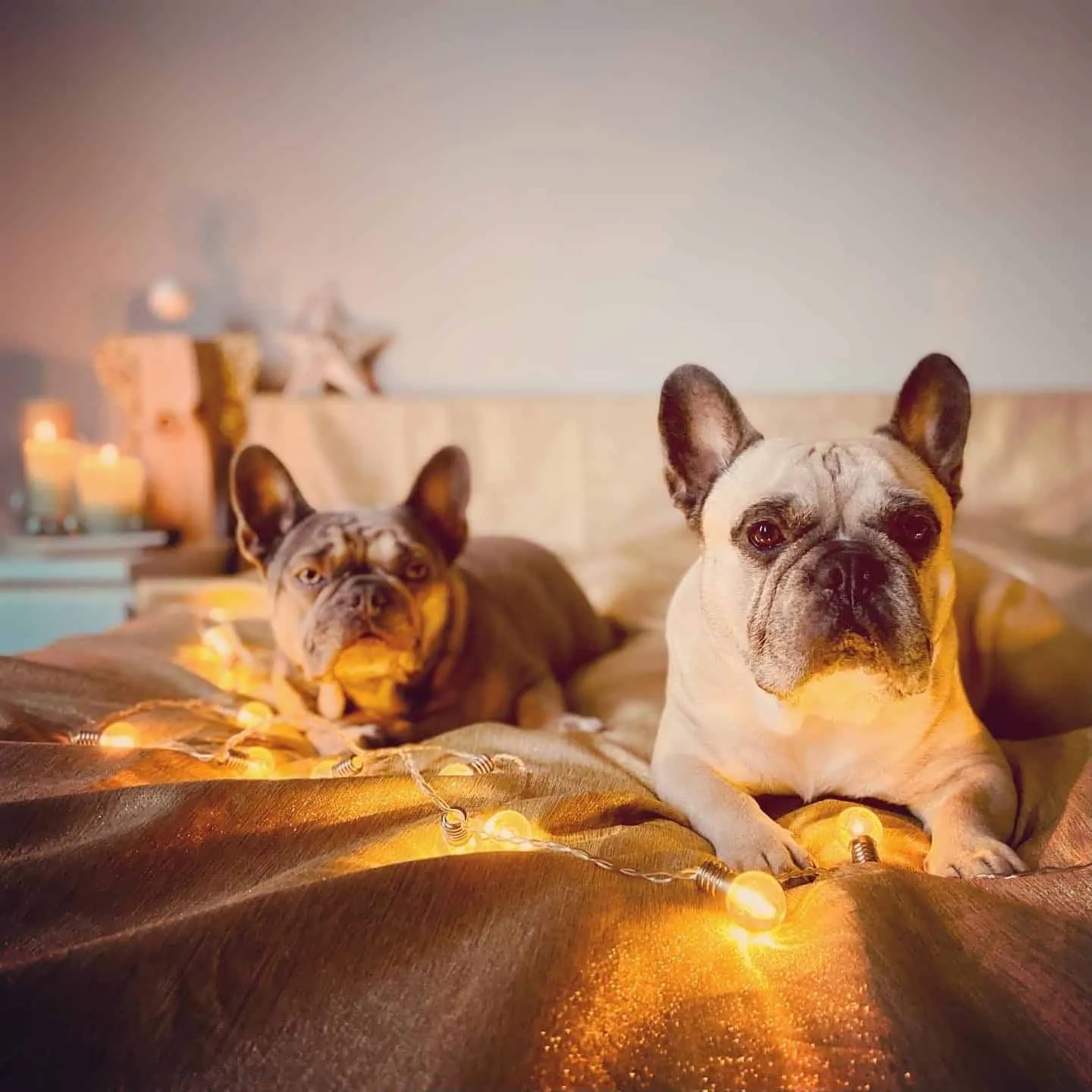 Hundereise Weihnachtshund