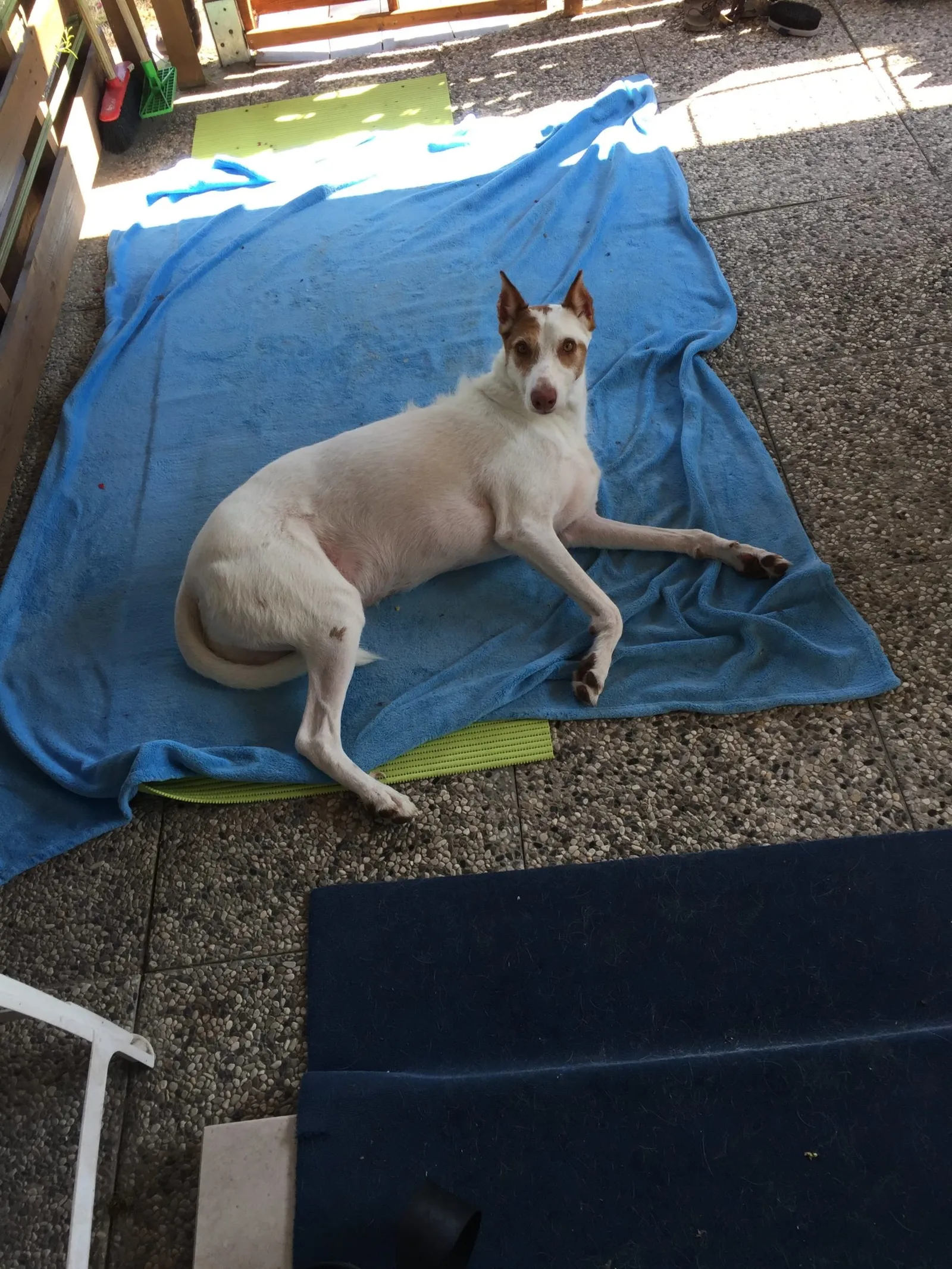 Urlaub mit Hund in Italien - Spanische Galgos in Cavallino-Treporti