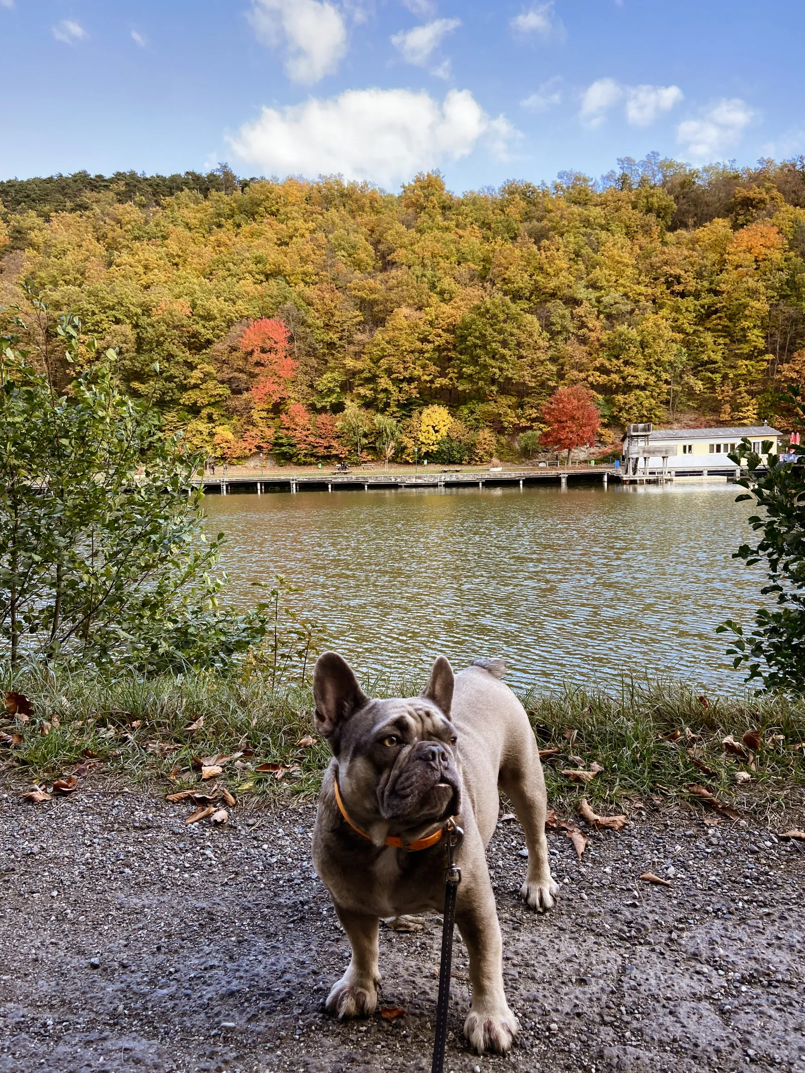Archie vor herbstlicher Kulisse beim Badesee Rechnitz im Burgenland