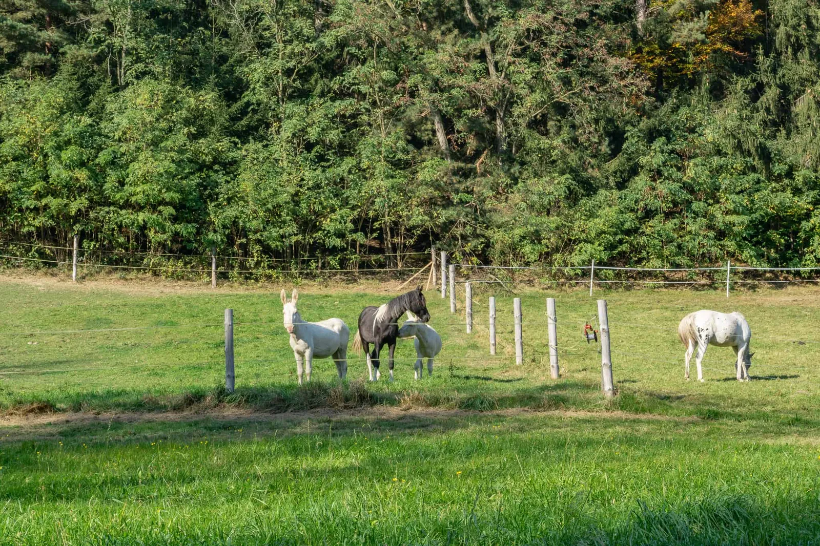 hundefreundliche Wanderung Bucklige Welt