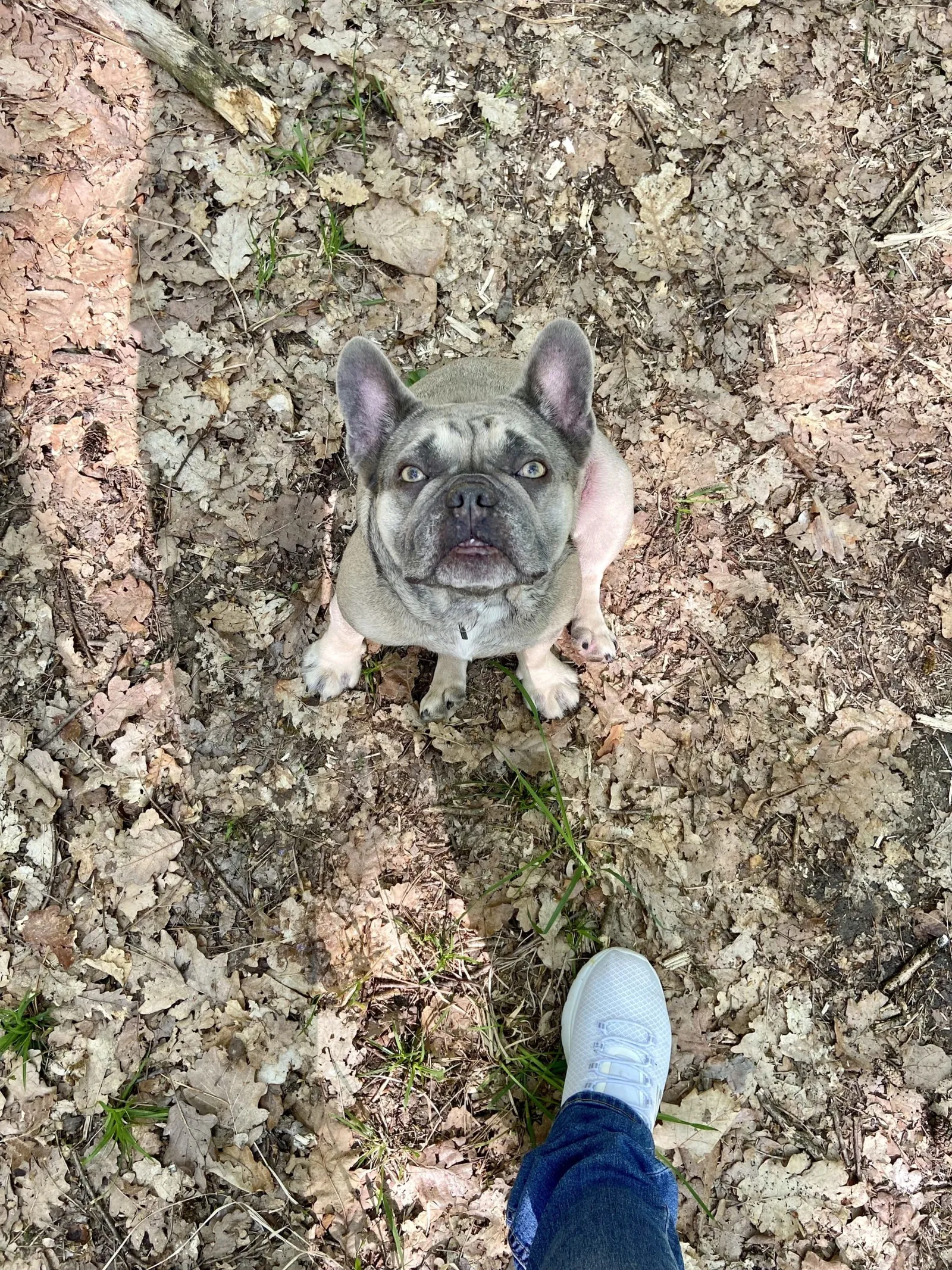 Archie am Waldboden