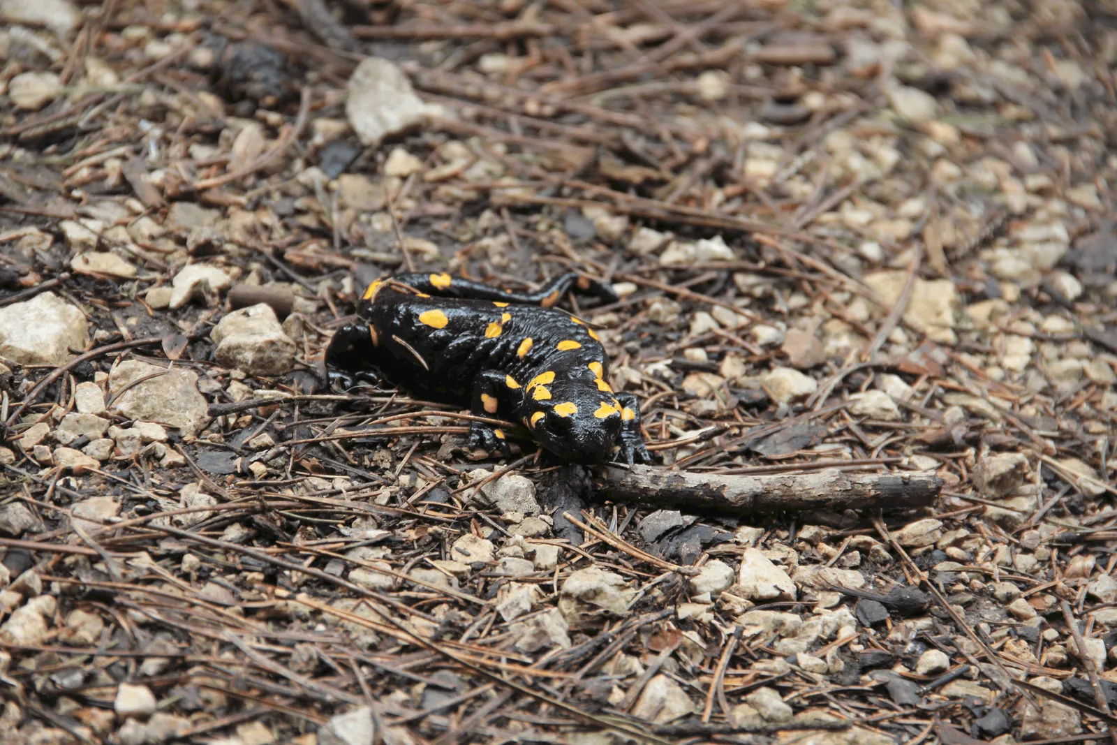 Image10