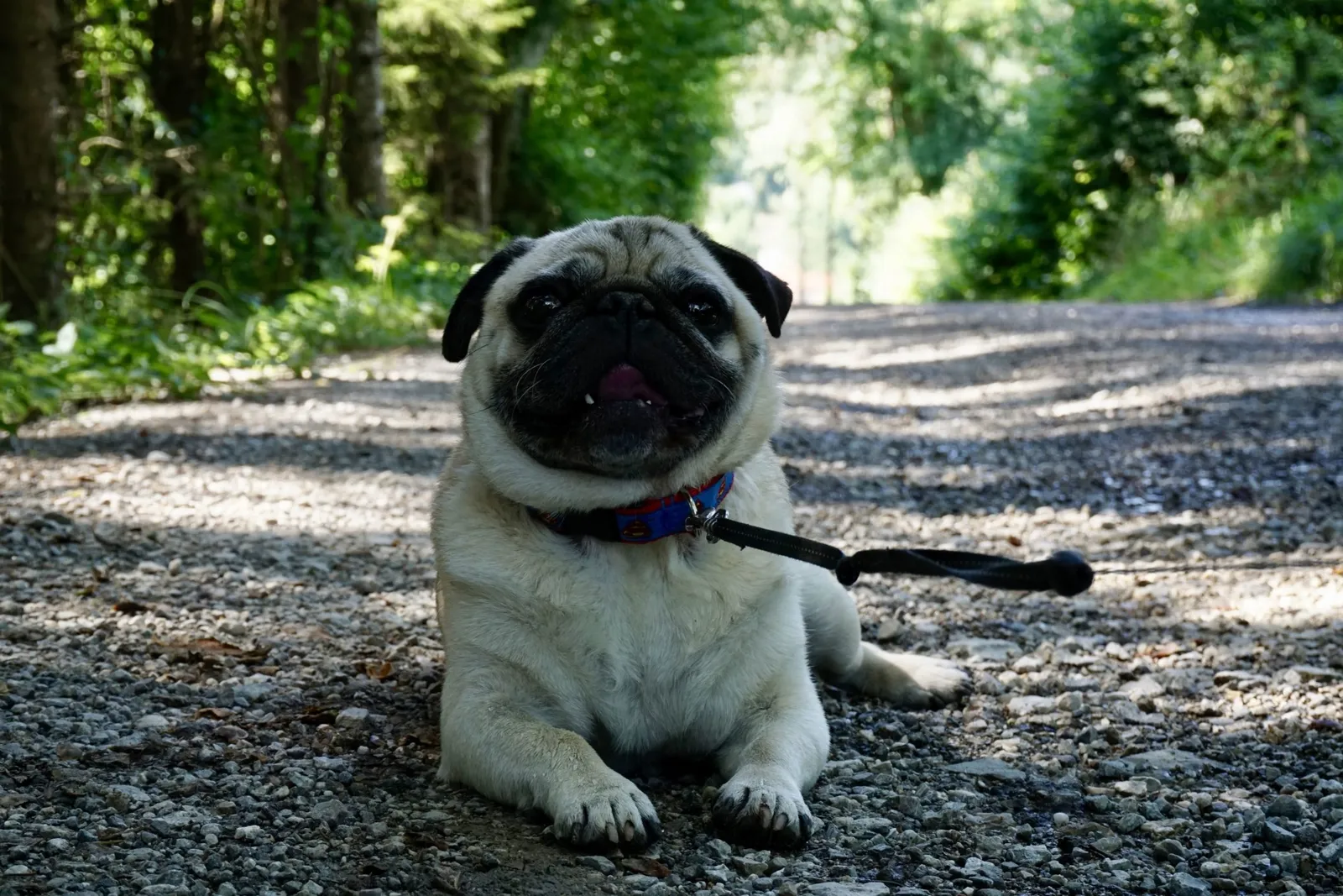 Mops