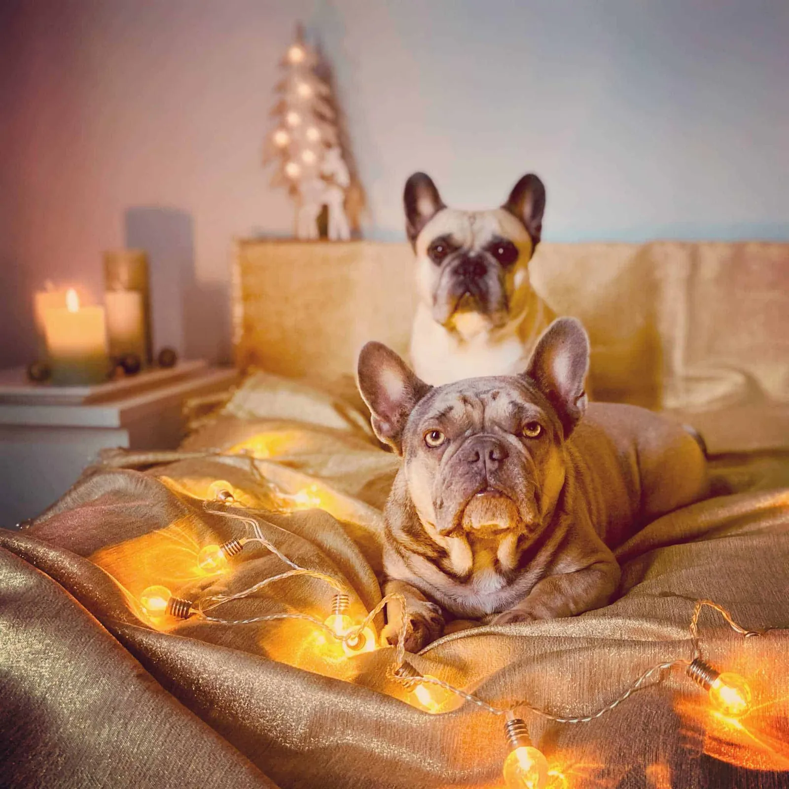 Weihnachtshund Archie