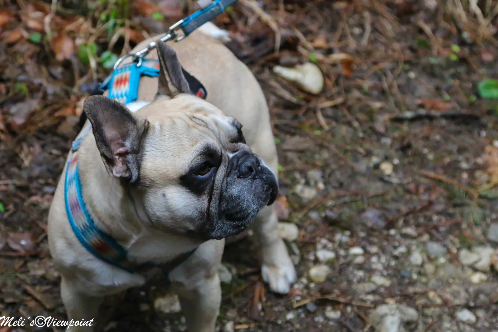 Kräuterwanderung mit Hund in Wöllersdorf-Steinabrückl