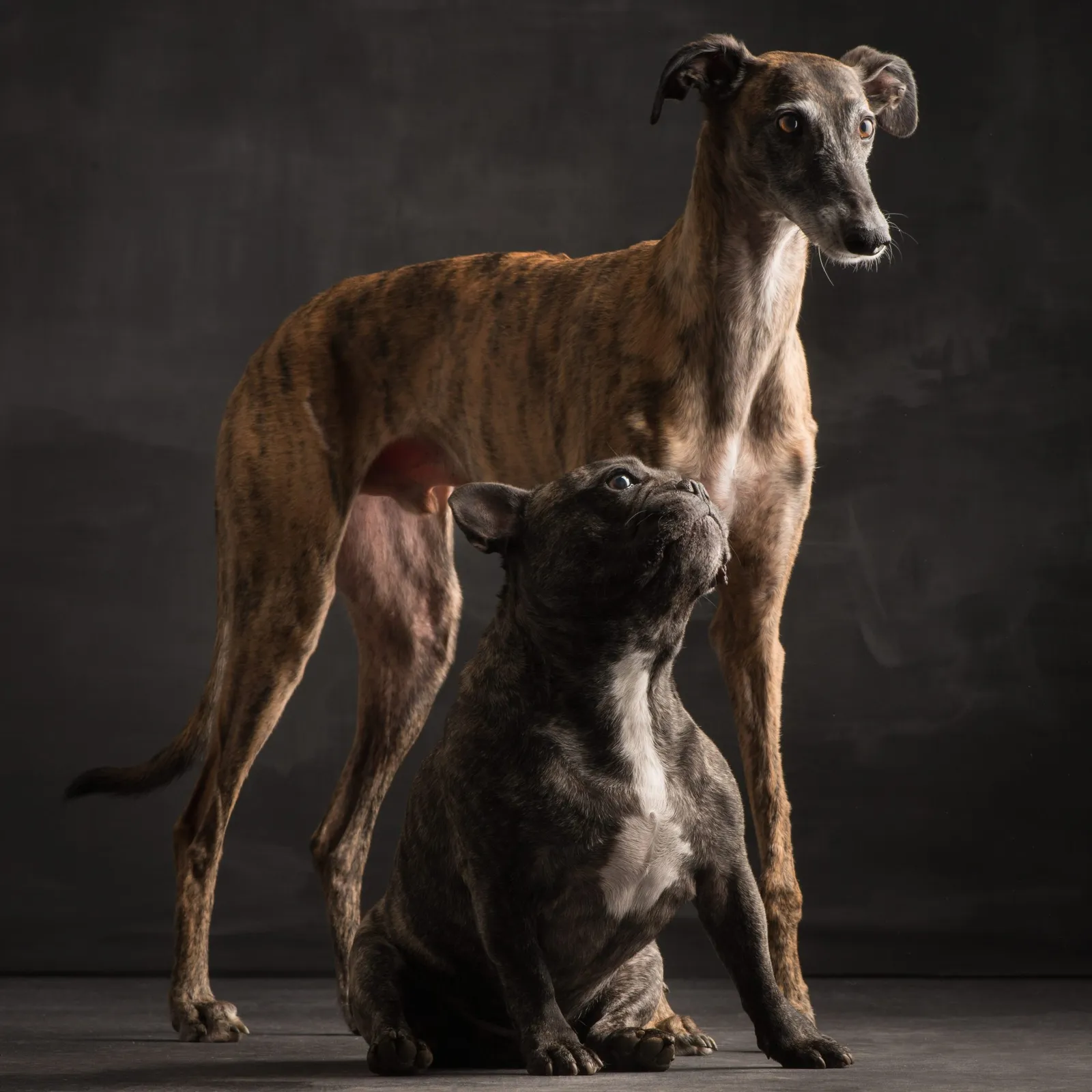 Beste Hundefreunde