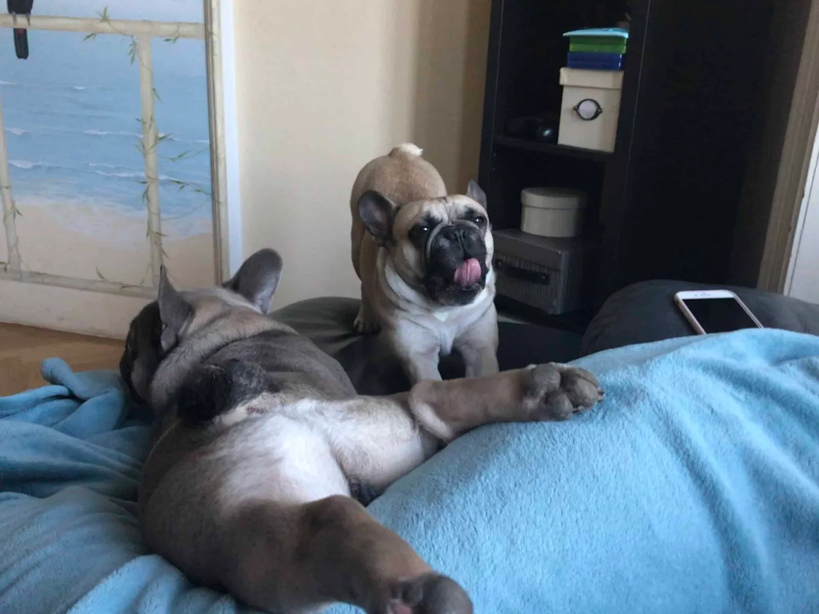 Archie, die französische Bulldogge aus dem Tierheim