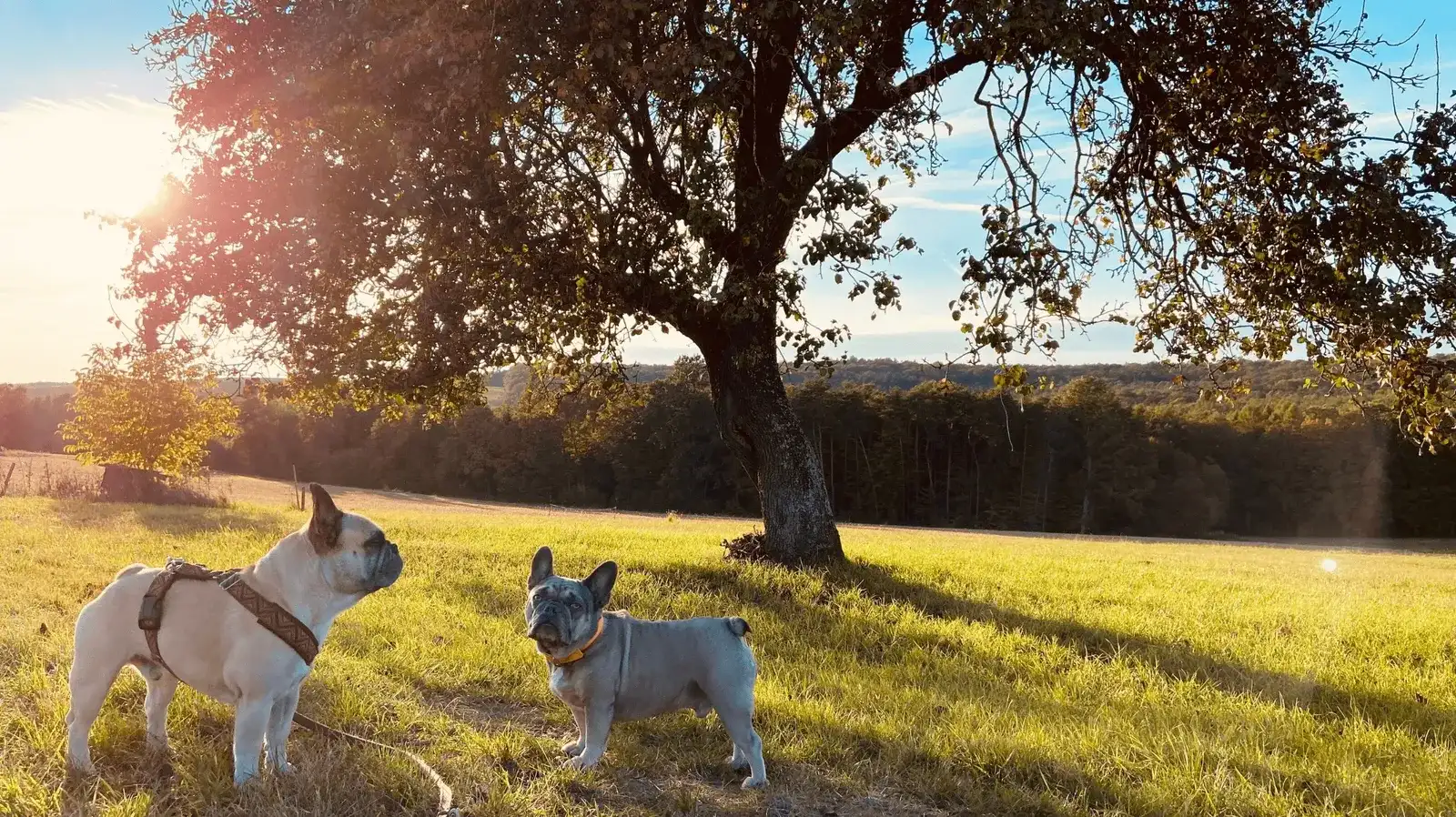 Urlaub mit Hund im Kellerstöckl, südliches Burgenland