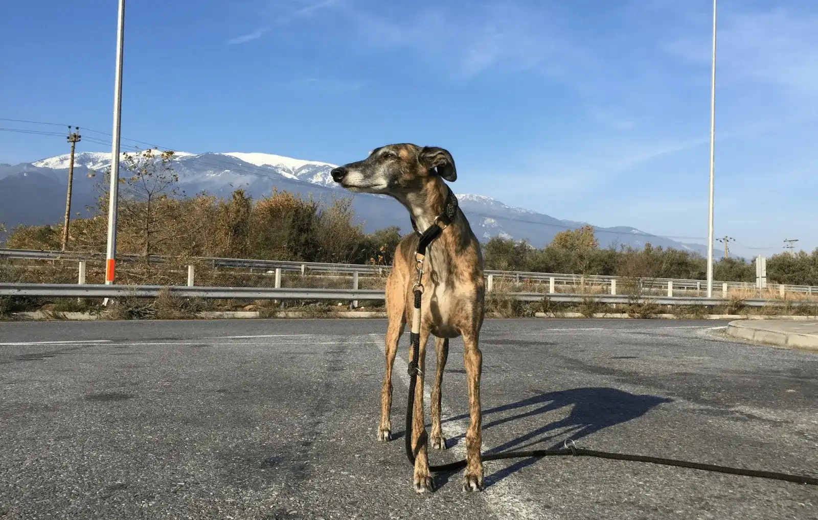 Urlaub mit Hund in Griechenland - die Anreise