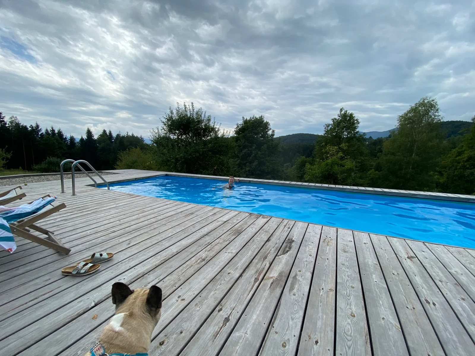 Eine Französische Bulldogge sitzt auf einer Holzterrasse vor einem Außenpool mit Waldblick.