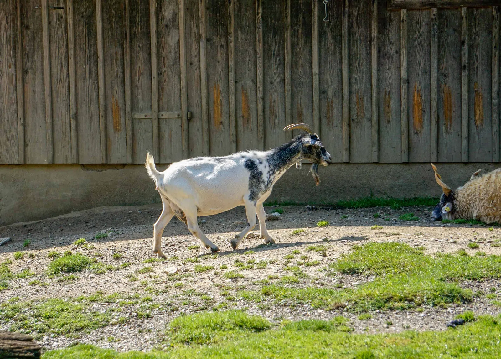 Ausflug Hund Tierwelt Herberstein