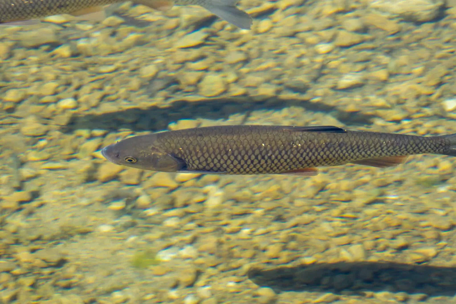 Almsee Grünau Hundereise