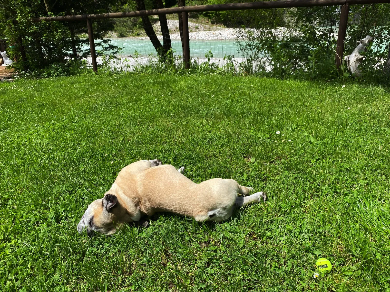 Murphy liegt ausgestreckt auf einer Wiese im Garten, im Hintergrund ein türkisfarbener Fluss.