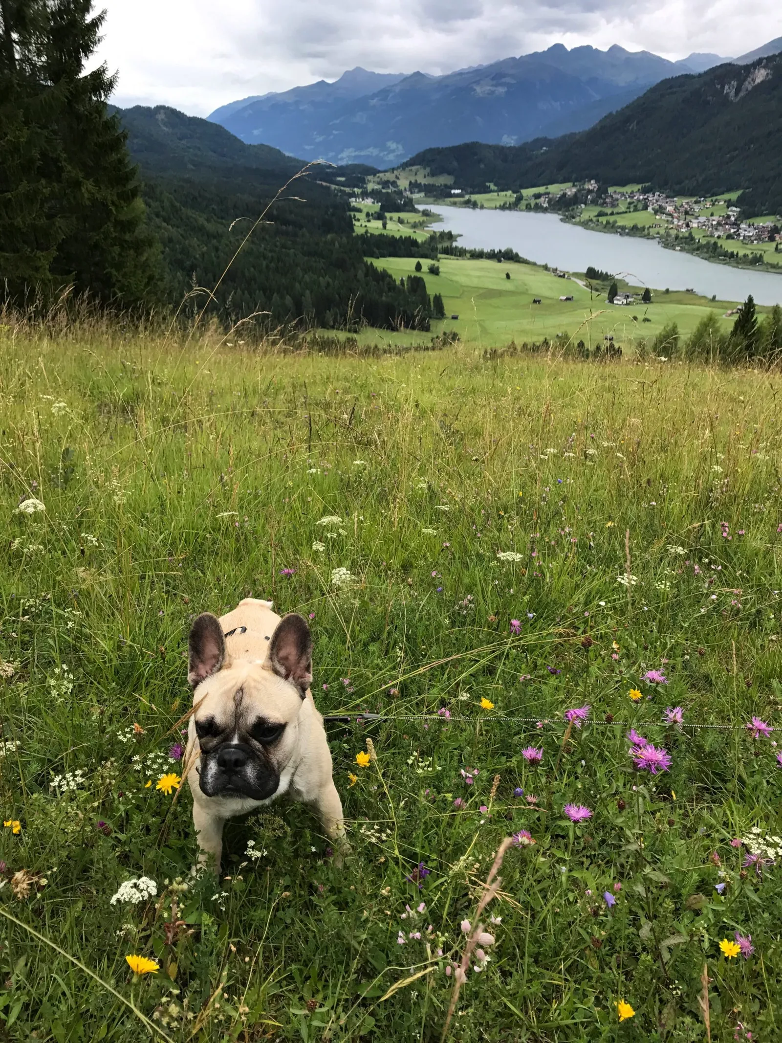 Urlaub mit Hund am Weissensee, Kärnten