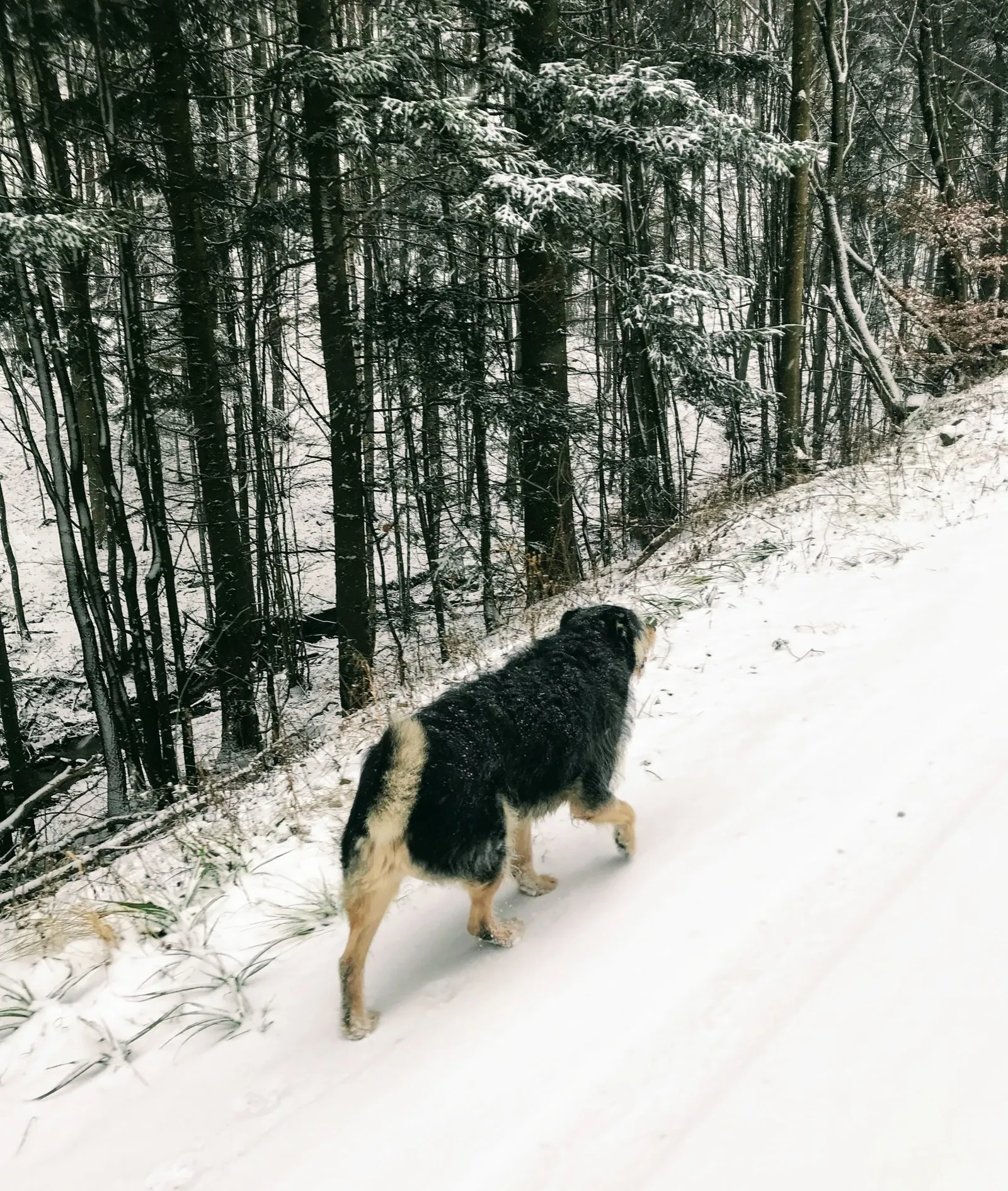 Hundewanderung