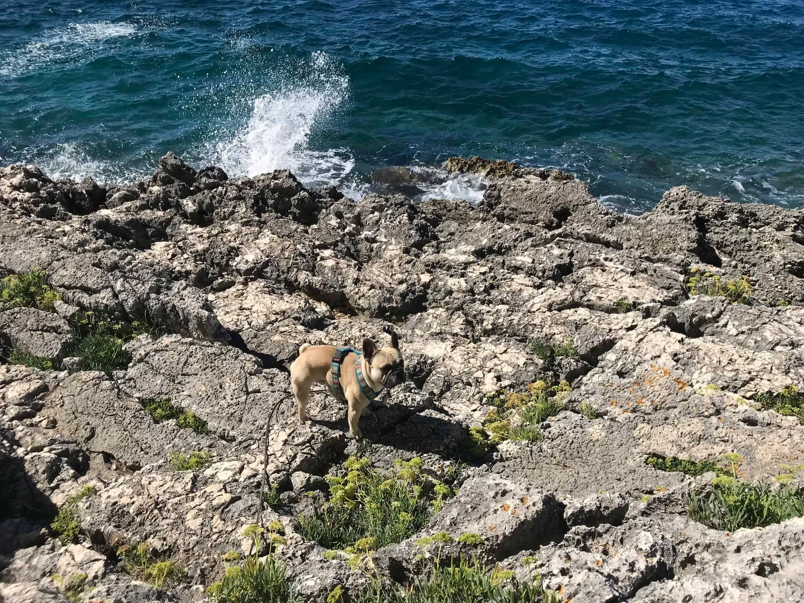 Urlaub Wandern Hund Kap Kamenjak Kroatien