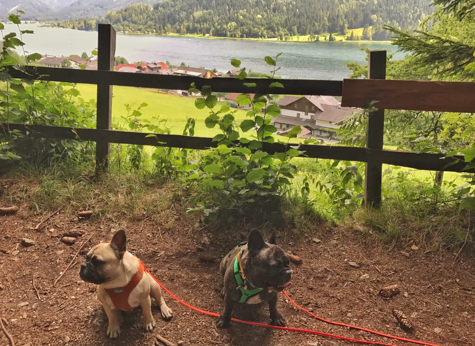 Urlaub mit Hund am Weissensee, Kärnten
