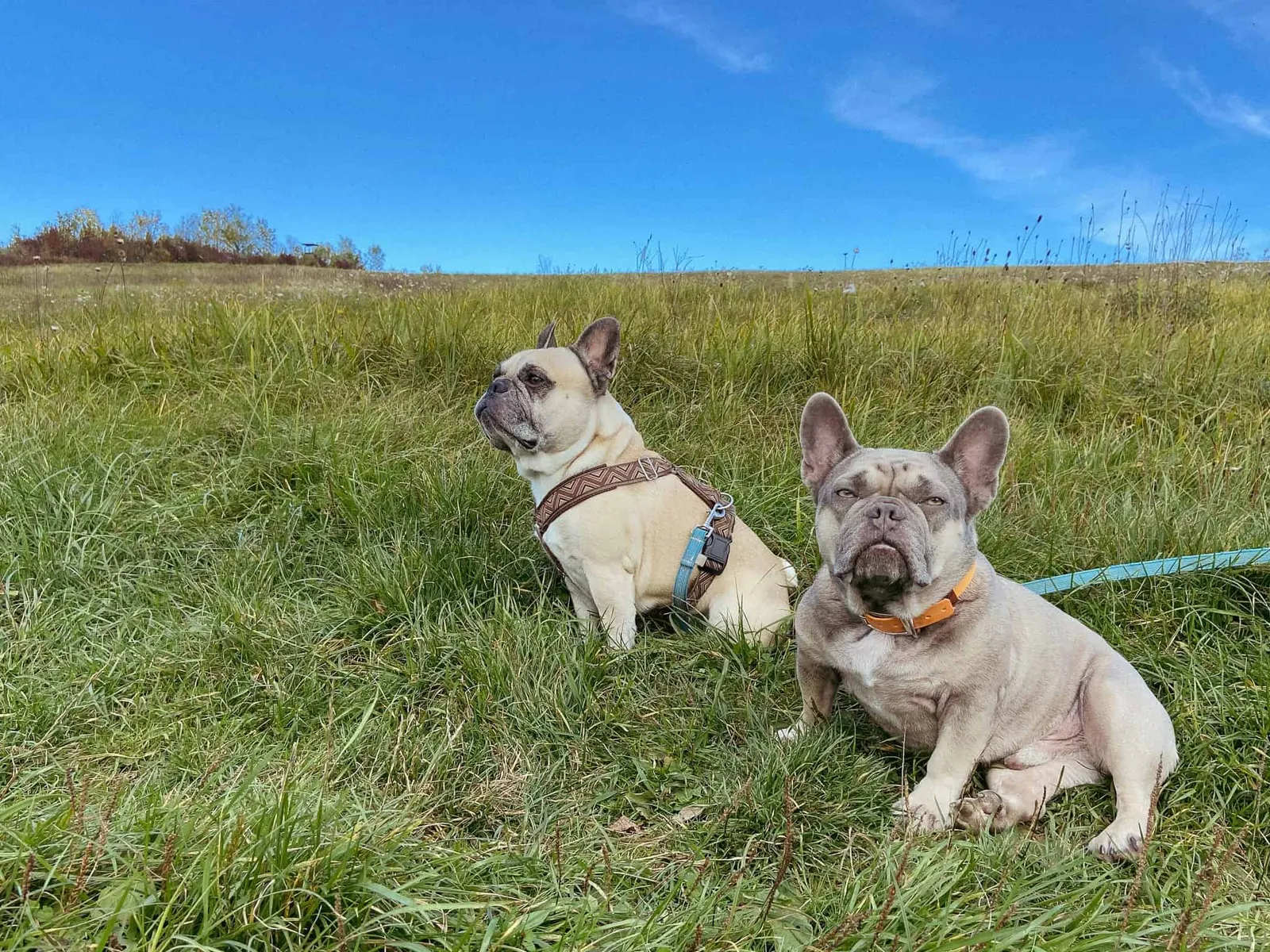 Murphy und Archie bei Urbersdorf, Südburgenland