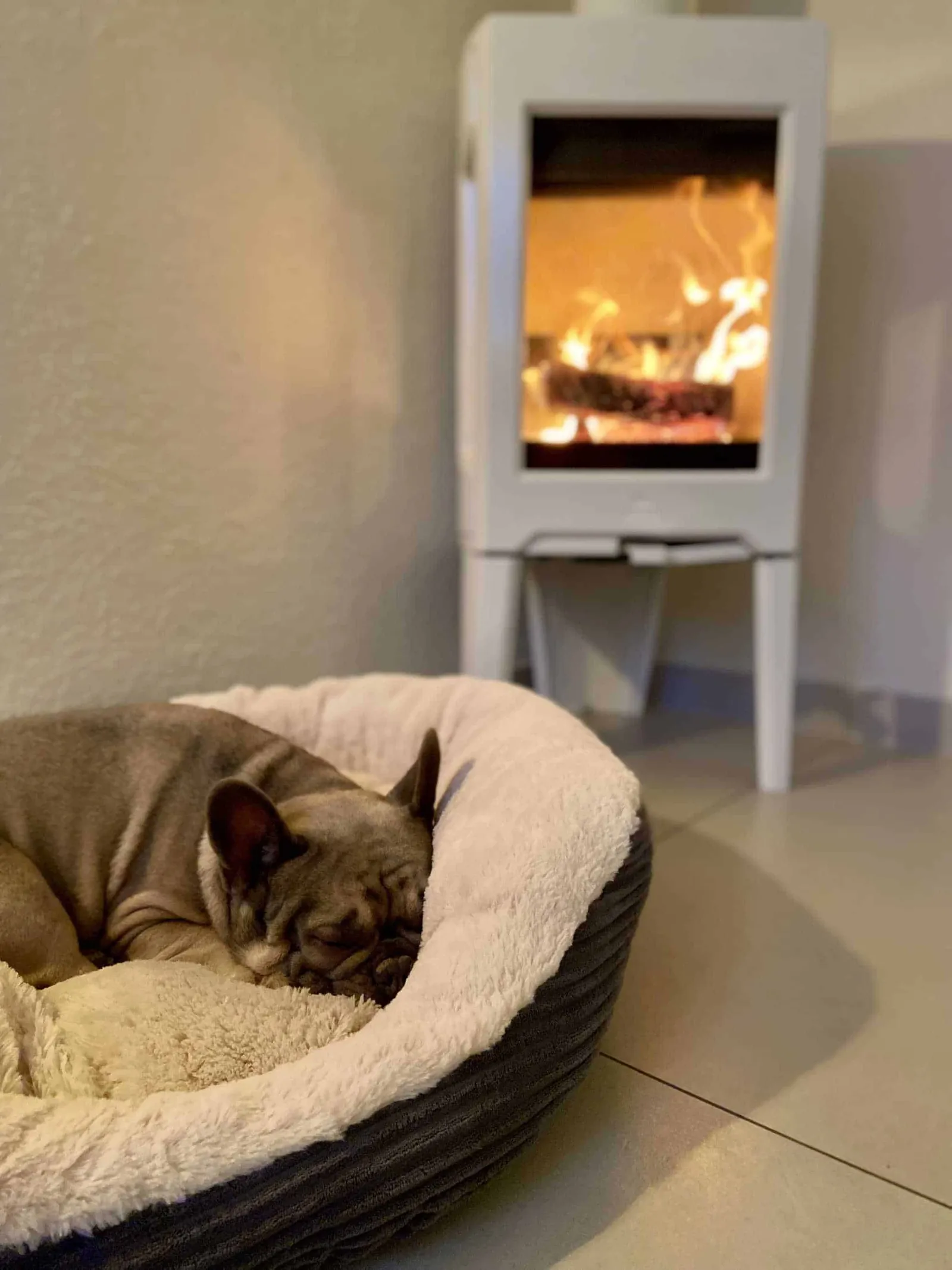 Archie kuschelt im Körbchen vor dem Kaminfeuer im Weinloft