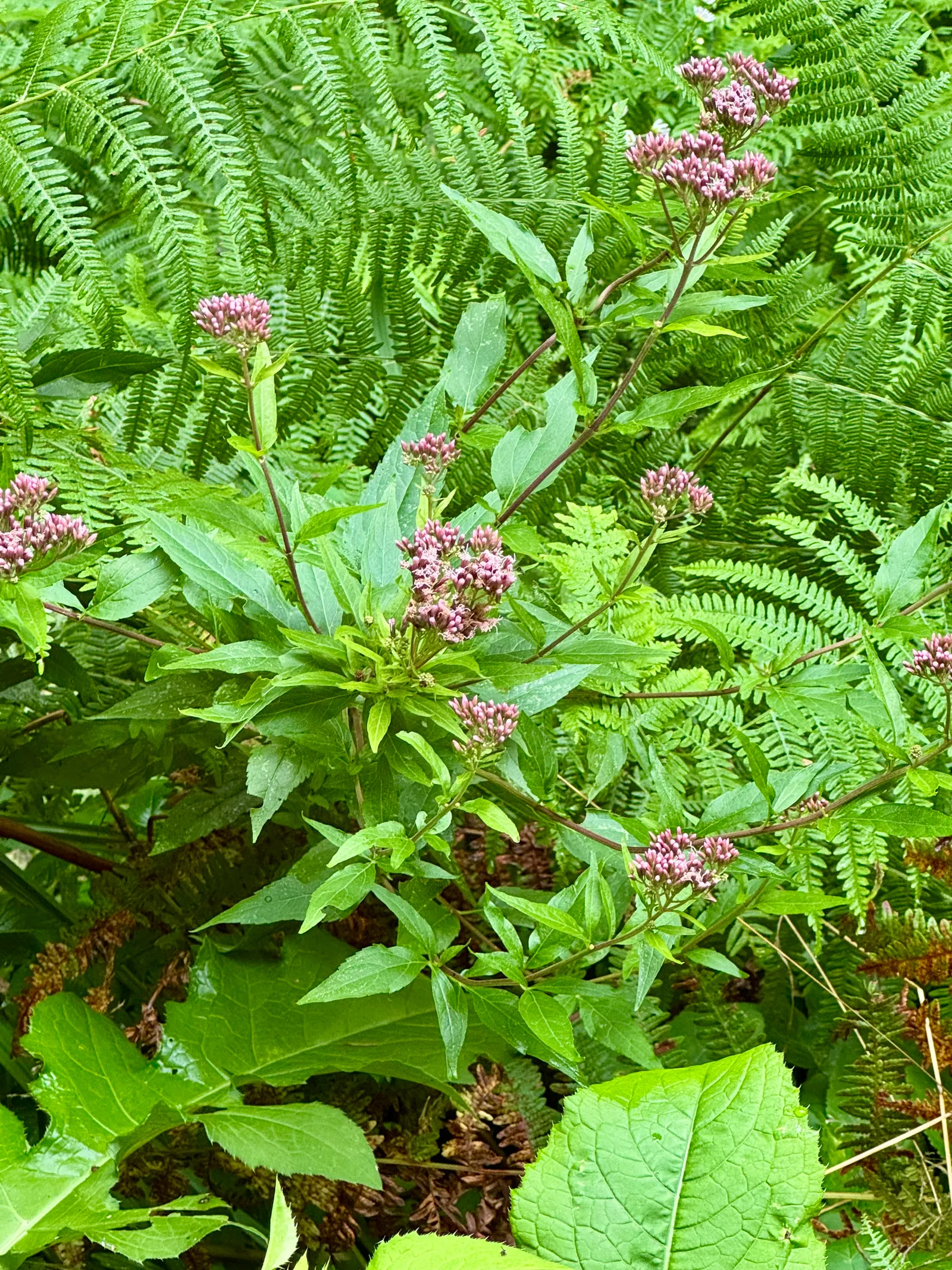 Blühende Waldpflanze mit rosa Blüten zwischen grünen Farnen.
