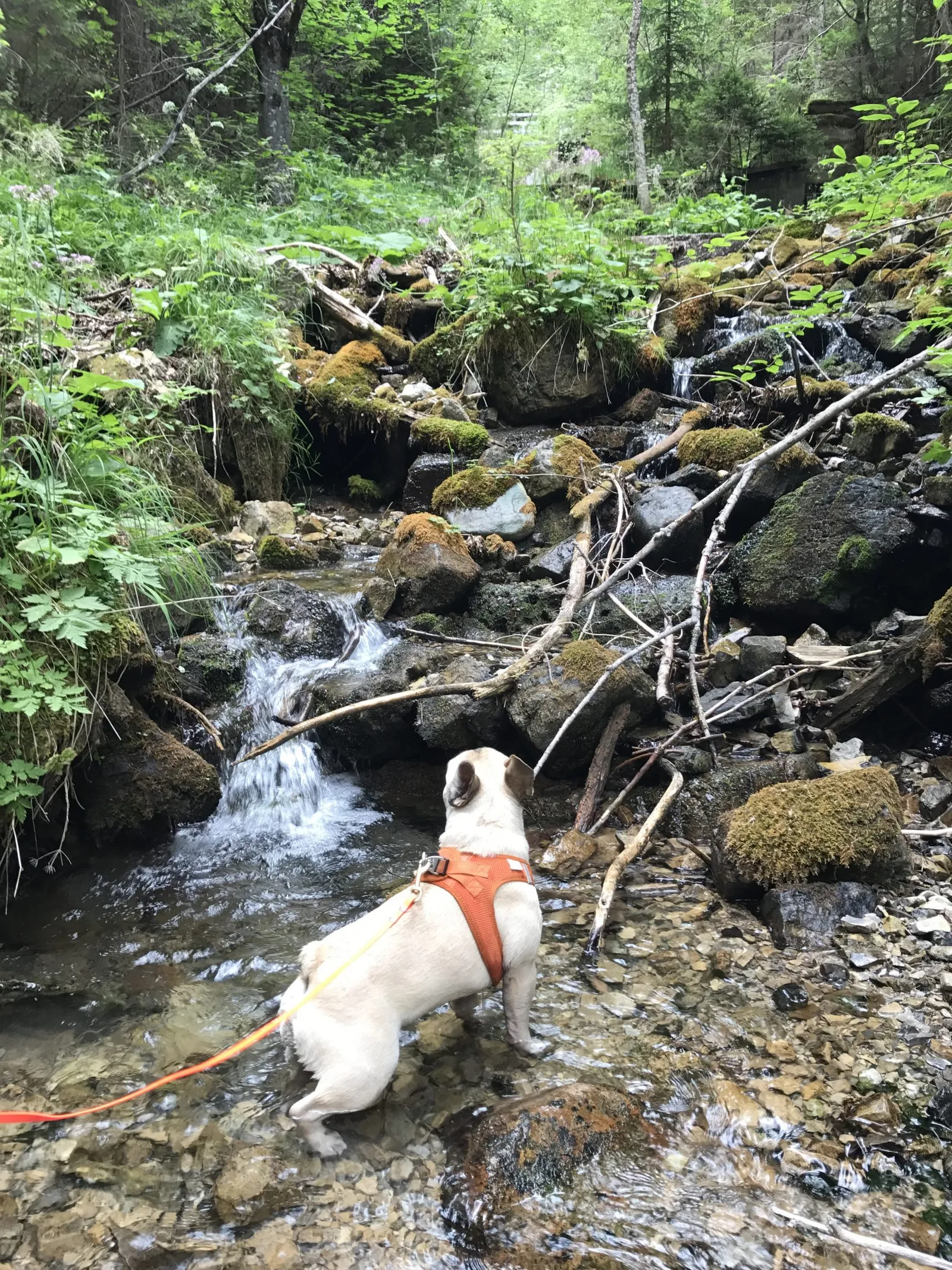 Urlaub mit Hund am Weissensee, Kärnten