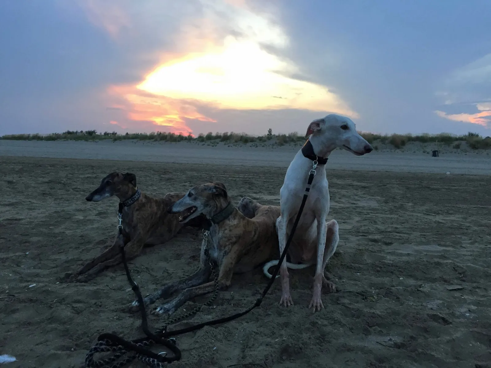 Urlaub mit Hund in Italien - Spanische Galgos in Cavallino-Treporti