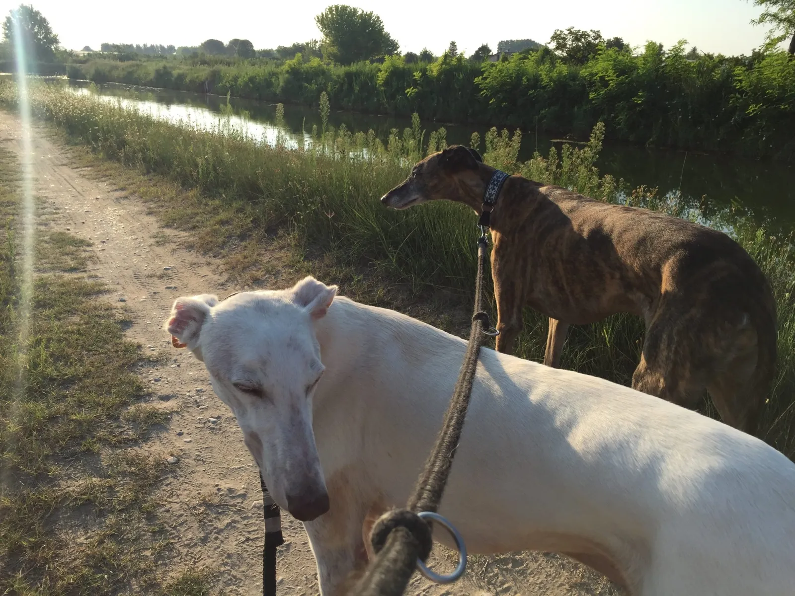 Urlaub mit Hund in Italien - Spanische Galgos in Cavallino-Treporti