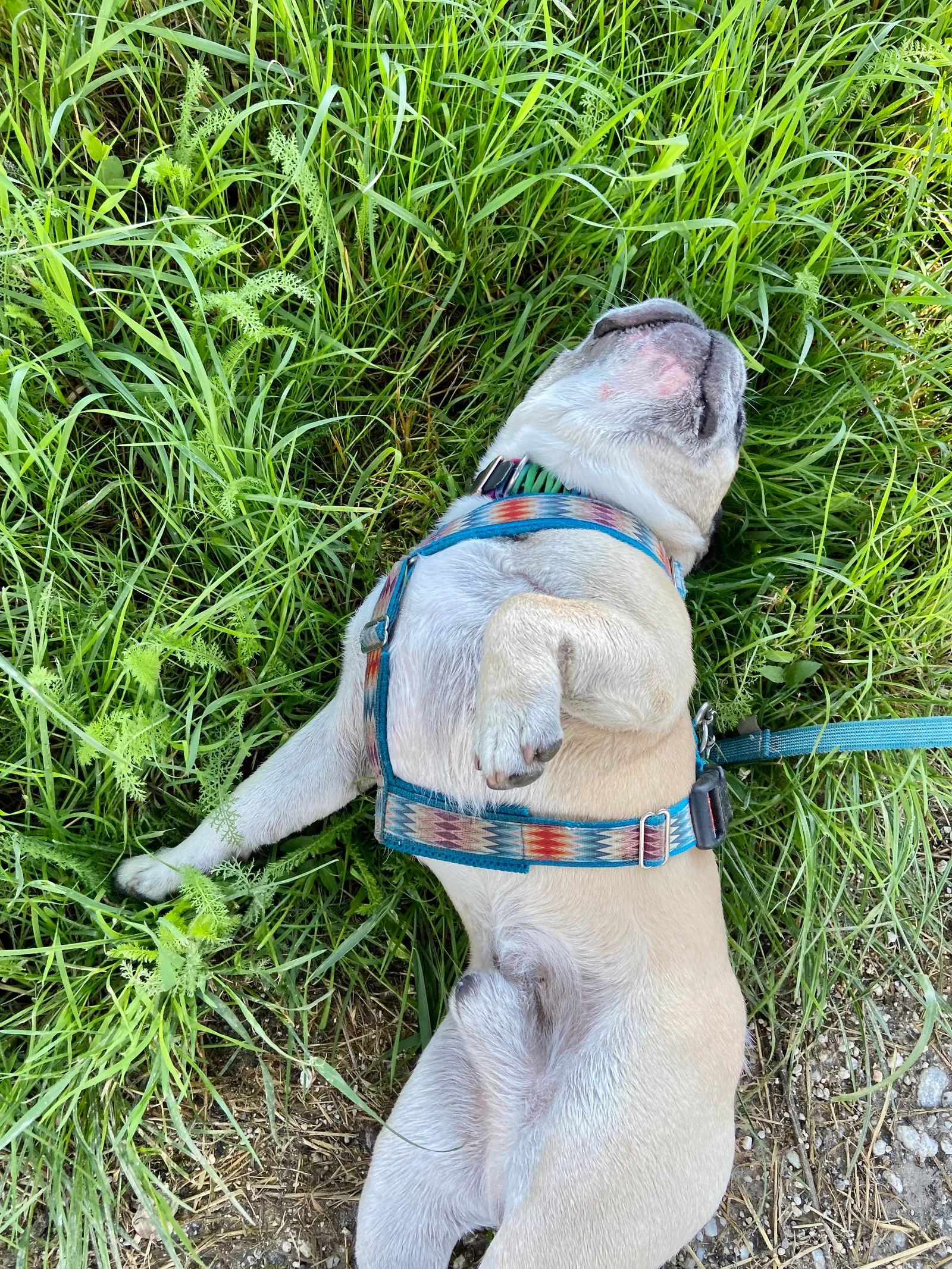 Murphy im Gras